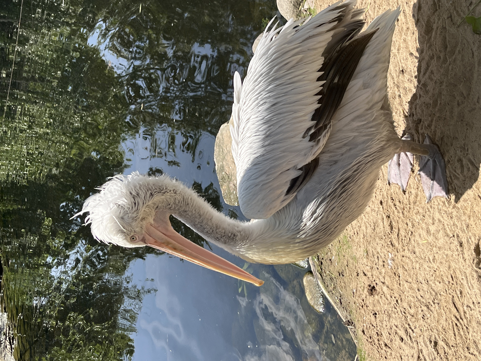 A pelican stands on a sandy bank next to a body of water, with its head lowered and beak extended. The pelican has white and grey feathers, with darker feathers on its wings. Its beak is long and pink, with a dark tip. The water is dark and reflects the surrounding trees and sky. The sandy bank appears to be dry and has some small rocks and vegetation. The image is taken from a high angle, looking down on the pelican. The sun appears to be bright, casting shadows on the sand. The pelican seems to be alone and is looking towards the water, possibly hunting for fish. There is no visible text in the image.