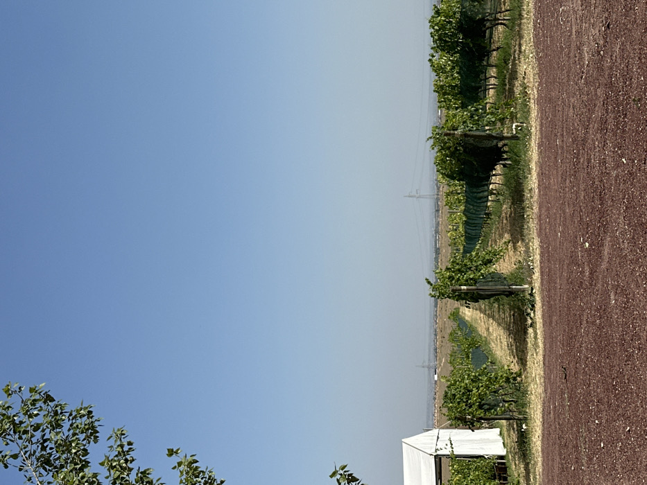 The image displays a vineyard in Sasunik, Armenia, under a clear, cloudless blue sky. The foreground consists of a reddish-brown gravel surface transitioning into rows of green grapevines. Numerous parallel rows of grapevines, largely covered with dark netting, extend from the midground towards the distant horizon. These rows are separated by paths of dry, lighter-colored earth. On the far left, a portion of a white tent structure with a peaked roof is visible among the vines. In the hazy background, a flat landscape is visible, with several tall, slender structures, likely power line towers, silhouetted against the sky. The upper left corner of the frame shows green foliage from an unseen tree. No individuals or discernable actions are present within the scene.