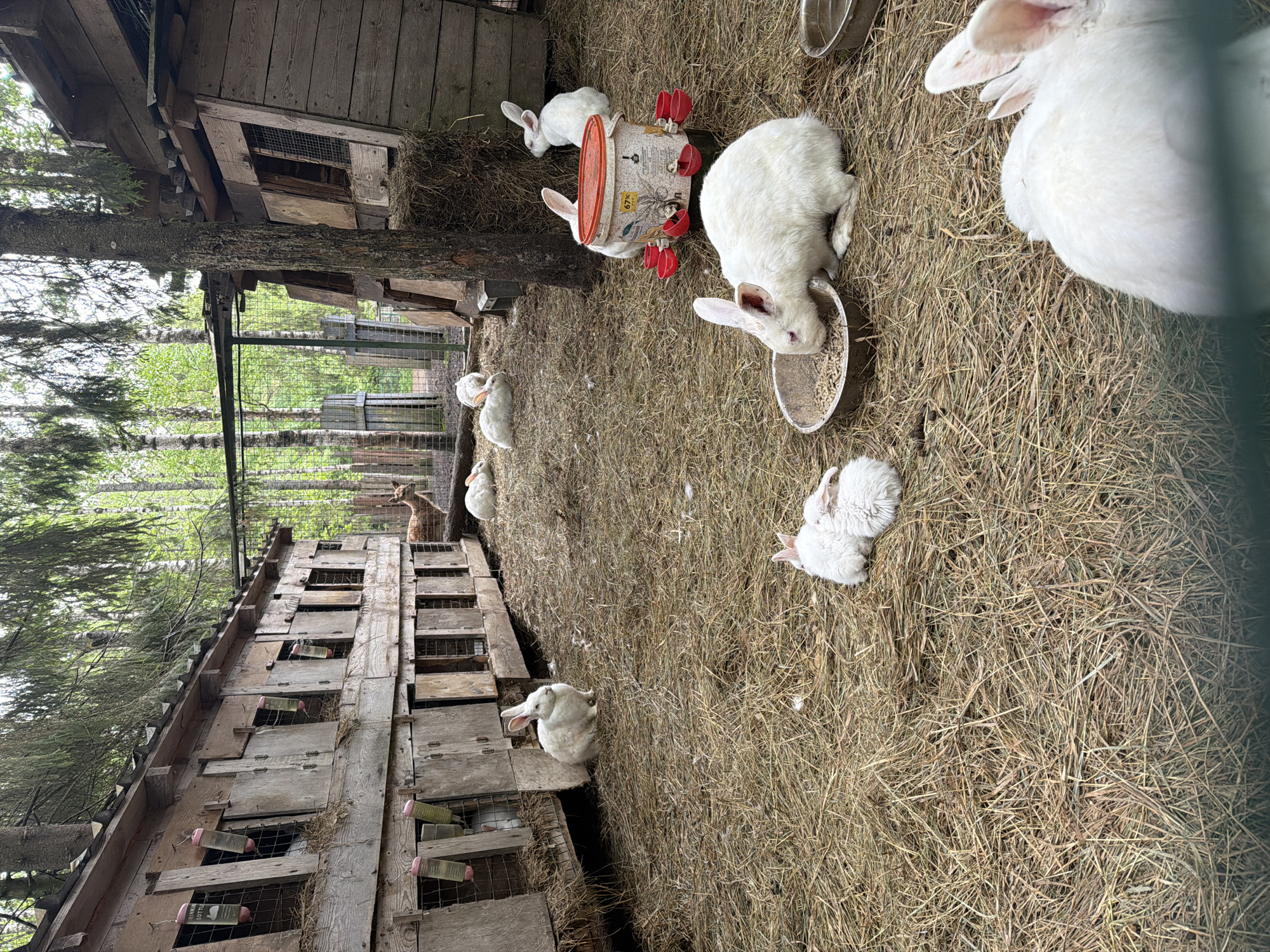 The image shows a rabbit farm in Zaplav'e, Russia. The scene features numerous white rabbits in an enclosed outdoor space with a wooden rabbit hutch structure along one side. The ground is covered with dry hay or straw. Some rabbits are eating from metal bowls, while others are near a white bucket with red drinking nozzles. There are bottles attached to the wooden hutches that contain water for the rabbits. A deer is present in one of the hutches at the end of the row. The area is partially shaded by trees.