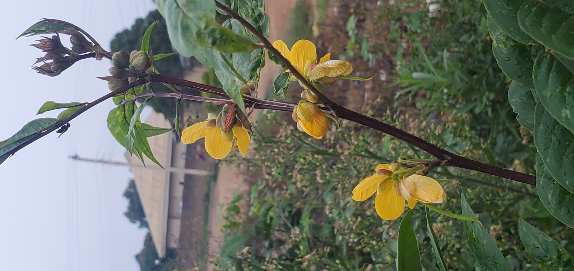 The media file is a close-up photograph of a plant with yellow flowers and green leaves. The image is taken outdoors, with a shallow depth of field that blurs the background. In the background, there are hints of a building with a triangular roof, possibly a house or an institutional building, and some vegetation. The sky appears overcast. A small insect is visible on one of the leaves. The plant features several buds and open yellow flowers, with some raindrops clinging to the petals and leaves, suggesting it might have recently rained or that there is dew. The lighting suggests it is daytime, possibly morning or late afternoon, given the diffused light. The location context of Jos, Nigeria, places this scene within a specific geographical and cultural setting. There is no visible text in the image. The overall mood is natural and serene, focusing on the delicate beauty of the flora.