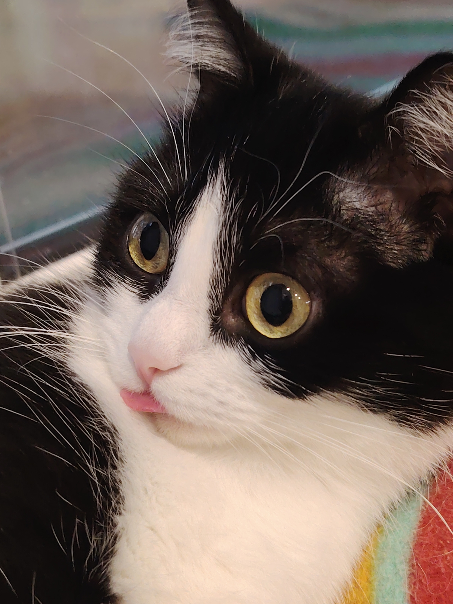 A close-up, eye-level, medium shot captures a black and white cat with wide, yellow eyes and a pink tongue sticking out. The cat's fur is a mix of black and white, with prominent white whiskers. The background is blurred, showing hints of colorful stripes and a neutral, out-of-focus pattern. The lighting is bright and even, highlighting the cat's features. There is no discernible location in Novosibirsk, Russia, or any interaction with humans.