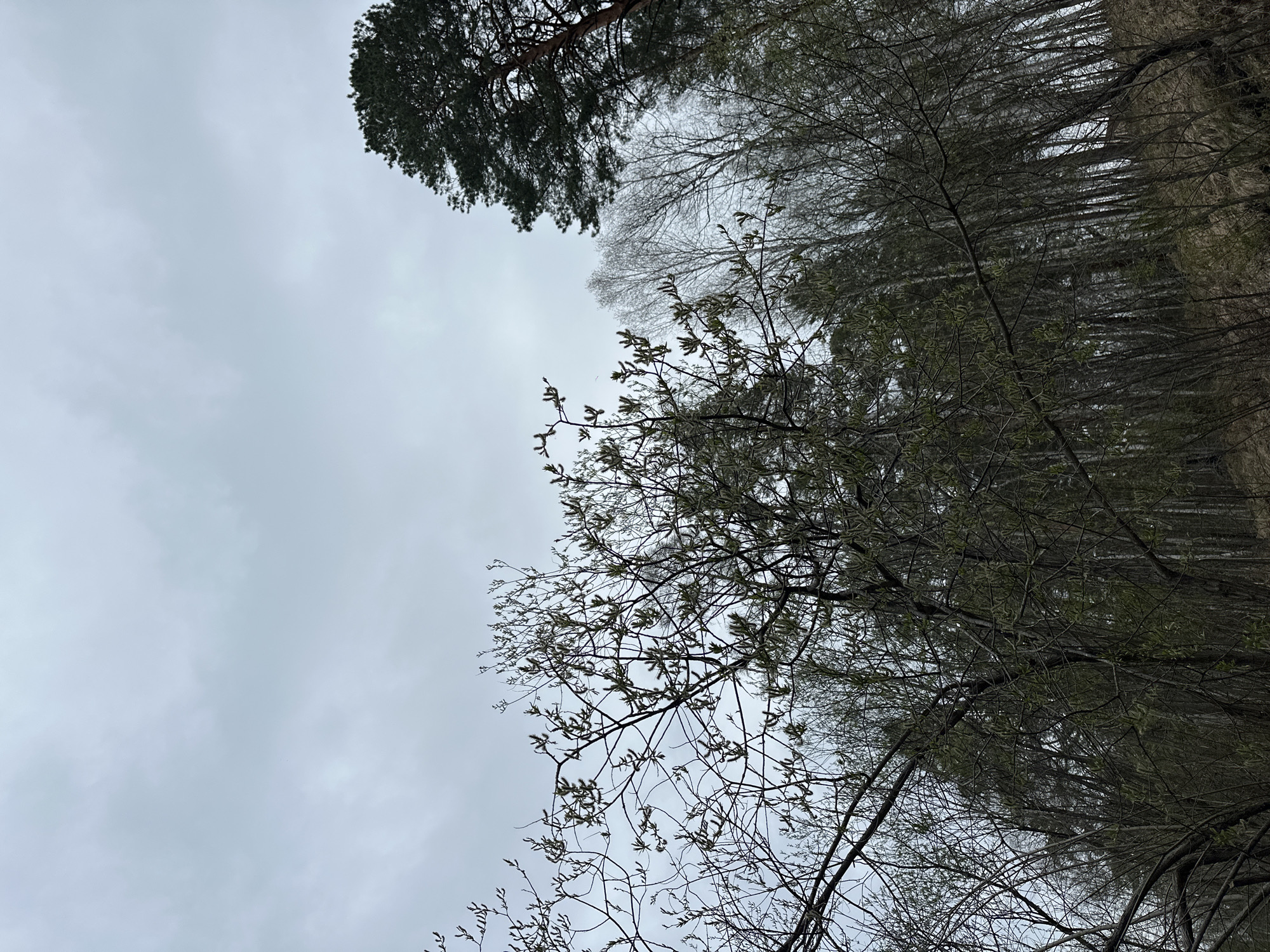 The image shows a view looking up through trees in what appears to be a forest or wooded area. The sky is overcast with a uniform gray color. A large pine tree is visible in the upper left corner, and various other trees with thinner branches are also present. Some of these trees have small buds or the beginnings of leaves, suggesting it is springtime. The location is Sayansk, Russia. No people are visible. The environment appears to be natural.