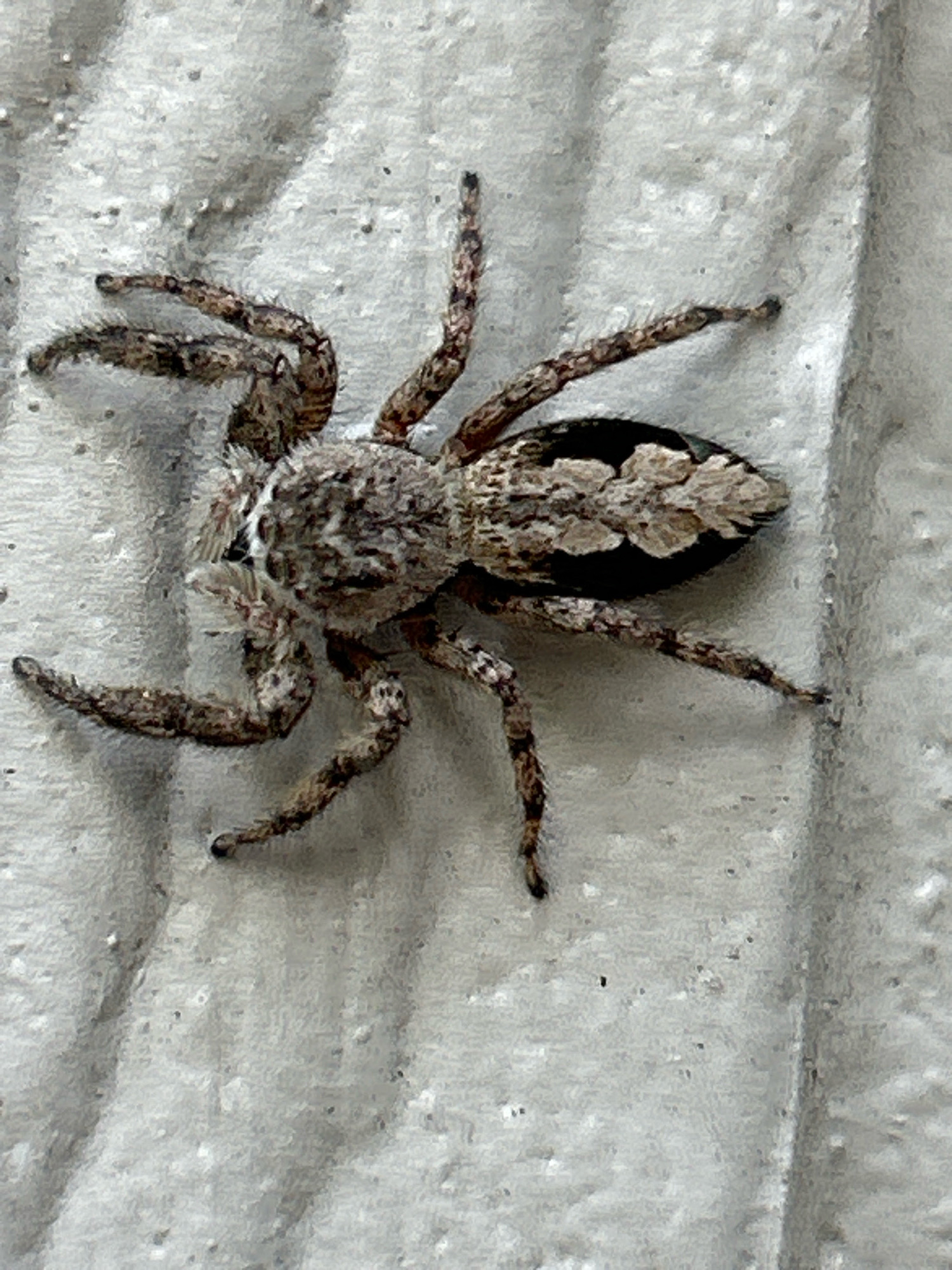 A close-up, top-down view captures a wolf spider on a textured, light gray surface. The spider, exhibiting a mottled gray and brown coloration, is positioned in the center of the frame. Its eight legs are spread out, with some appearing to grasp the surface. The spider's body consists of a cephalothorax and an abdomen. The cephalothorax is covered in dense, fuzzy hairs, while the abdomen displays a patterned texture with lighter patches against a darker background. The environment suggests an outdoor urban setting, potentially in Robinson Township, United States of America, given the textured, possibly man-made surface.