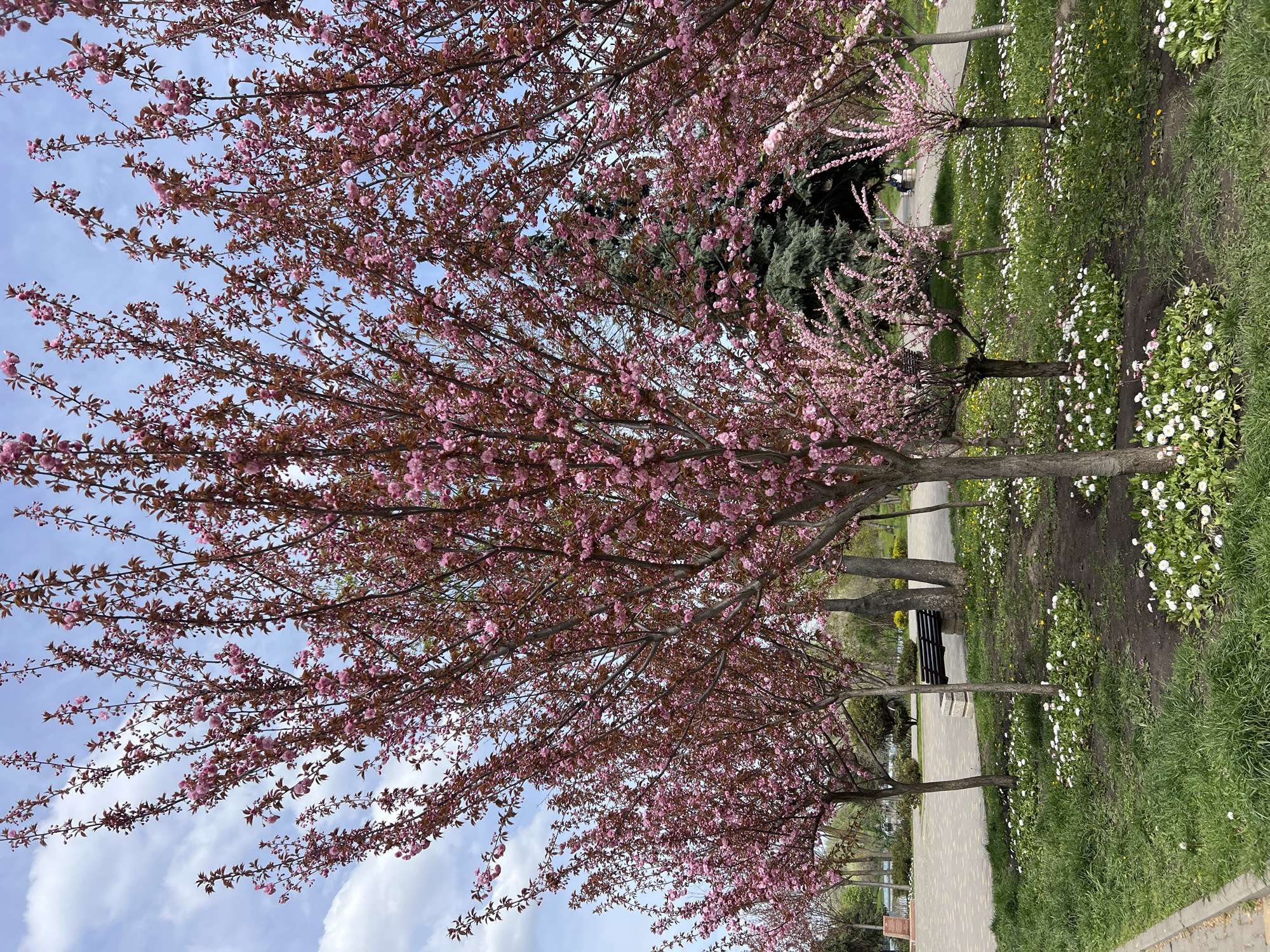 The image captures a picturesque spring scene in Odesa, Ukraine, featuring an avenue lined with vibrant flowering trees. The primary subjects are several trees profusely covered in delicate pink blossoms, characteristic of cherry or sakura trees, their branches, some already showing reddish-brown leaves, forming a dense, colorful canopy against the sky.
Below the blooming trees, a paved pathway extends, suggesting a pedestrian area or park lane. Adjacent to the path, a strip of lush green grass is visible, dotted generously with small white flowers, likely daisies, and interspersed with some yellow blooms. In the background, beyond the immediate row of trees, other trees can be seen, including dark green evergreens, adding depth to the scene.
Further along the pathway, a dark park bench is discernible, and a solitary individual appears to be seated there, enjoying the tranquil surroundings. The sky overhead is a clear blue with scattered white clouds, indicating pleasant daytime weather, likely late morning or early afternoon. The overall impression is one of peaceful natural beauty during the spring season. No discernible text is visible within the image.