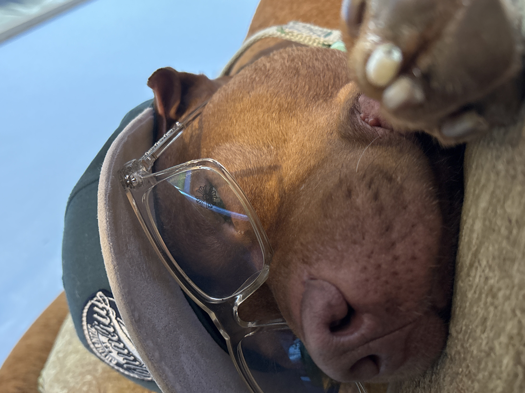 A close-up, upward-angled shot features a light brown dog, possibly a Pitbull breed, resting peacefully with its eyes closed. Clear-framed eyeglasses are positioned on the dog's snout and forehead. Beneath the glasses, a dark green cap with a white embroidered emblem is visible on the dog's head, and a woven, light-colored collar is around its neck.
In the upper right, a blurred paw with visible white claws extends into the frame. The dog's pink muzzle and nose are clearly depicted, showing a speckled texture. Reflections in the left lens of the eyeglasses reveal a distinctive white daisy-like floral pattern, while the hinge of the glasses features a small, metallic, ornate cross-like emblem, resembling a Chrome Hearts design. The cap's embroidered emblem is oval-shaped, depicting what appears to be a wheat sheaf or similar agricultural motif, with illegible text along its bottom curve.
The background includes a bright blue sky in the upper left, indicating daytime and potentially sunny weather. To the dog's right, a beige, textured surface, likely a couch or cushion, provides support. The dog appears relaxed and asleep. This scene takes place in Sofia, Bulgaria.