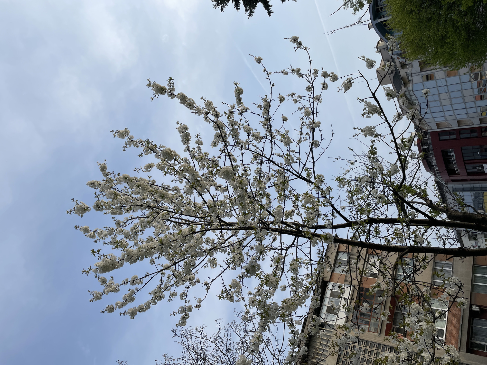 The image shows a flowering tree against a backdrop of buildings and a partly cloudy sky. The tree has white blossoms and bare branches. The buildings in the background vary in style, including modern and older structures, which suggests an urban environment. The light and cloud cover indicates daytime, with the photo likely taken in the spring. Given the prompt, the location is Pazardzhik, Bulgaria.