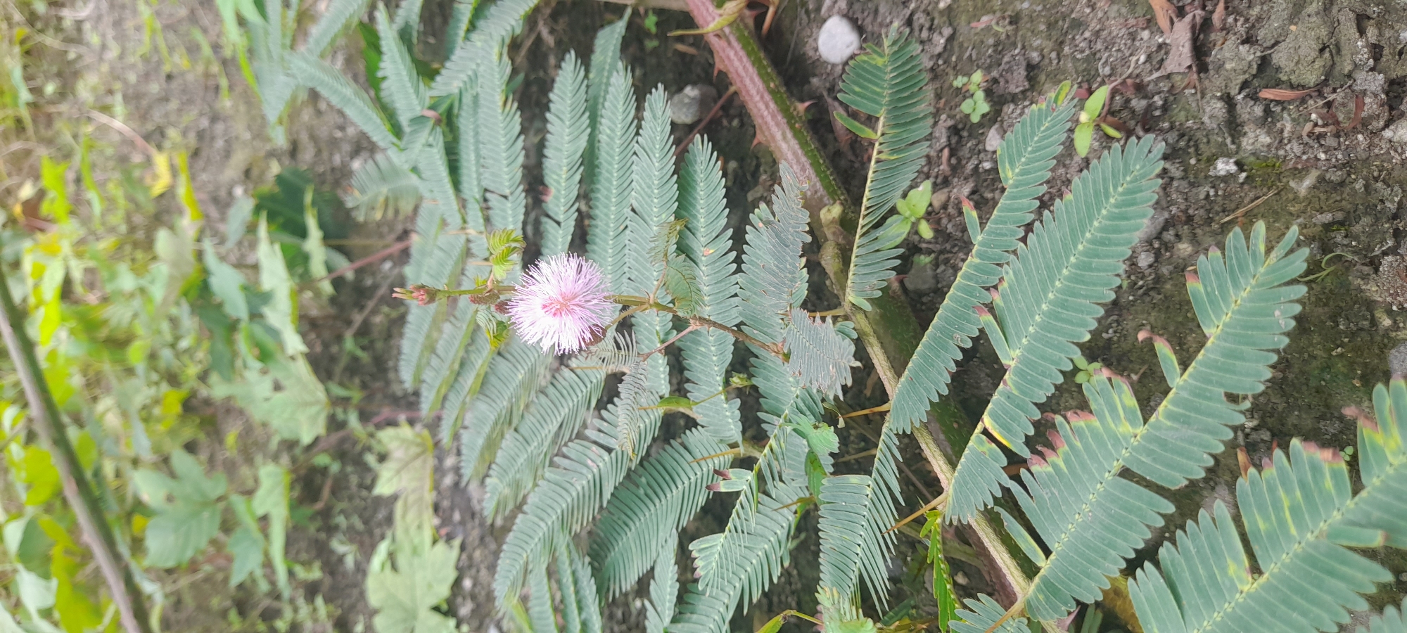 The image depicts a sprawling plant with fern-like leaves. A single spherical pink flower sits atop a thorny stem. The plant lies on dark soil mixed with small pebbles. The background includes various green vegetation, likely in an outdoor setting. The image was taken in Buketteukuh, Indonesia.