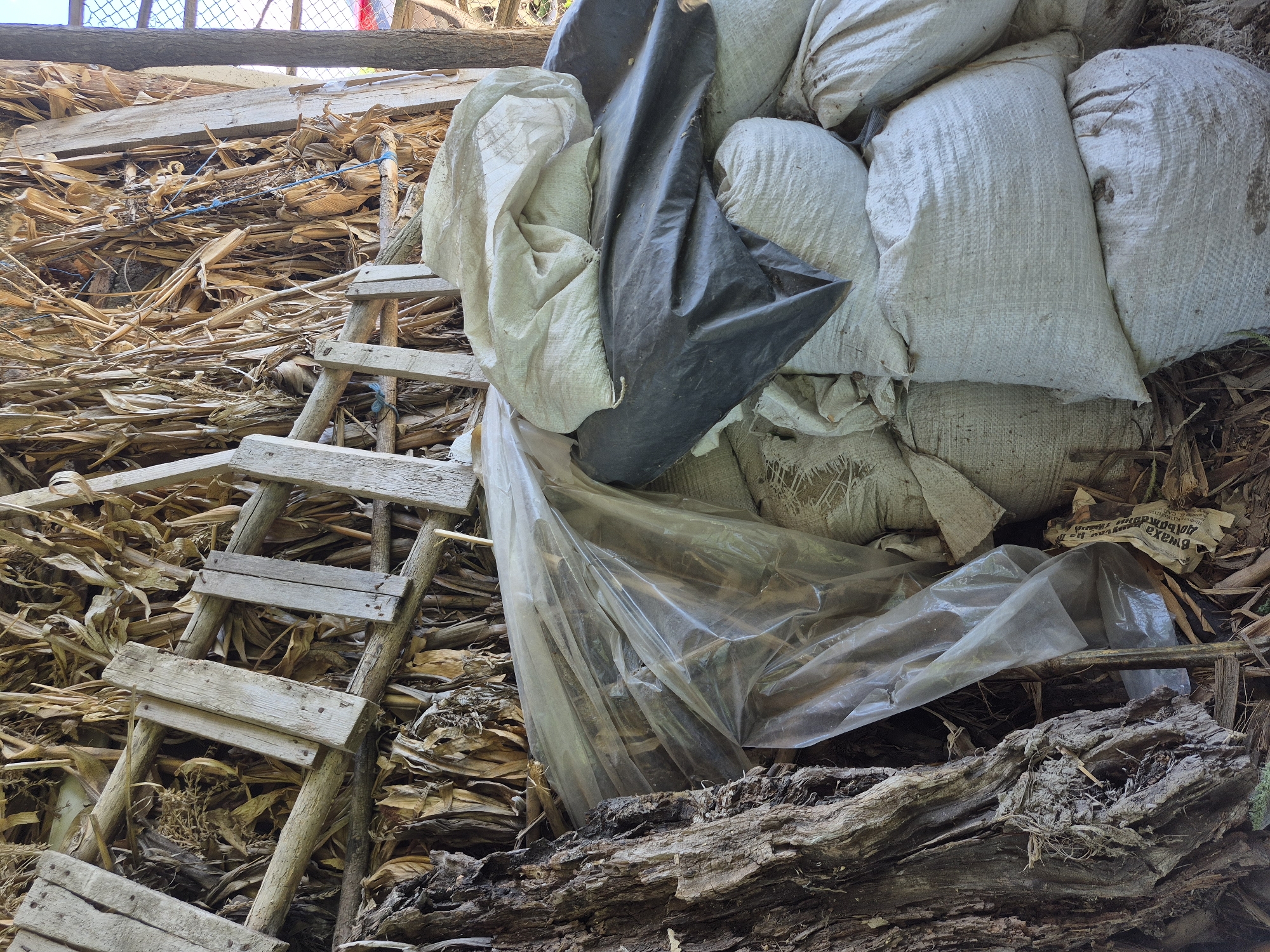 The image depicts an outdoor scene in Sadina, Bulgaria, featuring a collection of stacked sacks and dried corn stalks. A large, rough-barked tree trunk is visible on the left side of the frame, with dried plant matter, possibly corn husks and stalks, piled behind it. In the center and right of the image, several large, off-white sacks are piled high, some covered by a dark plastic tarp. A clear plastic sheet is draped over some of the sacks, and a wooden structure, appearing to be a makeshift support or shelving unit made of weathered planks, is visible amongst the dried corn stalks. The environment appears rustic and possibly agricultural, with the dried corn stalks suggesting a harvest or storage area. No people are present in the image, and no specific actions are being depicted beyond the static arrangement of objects.