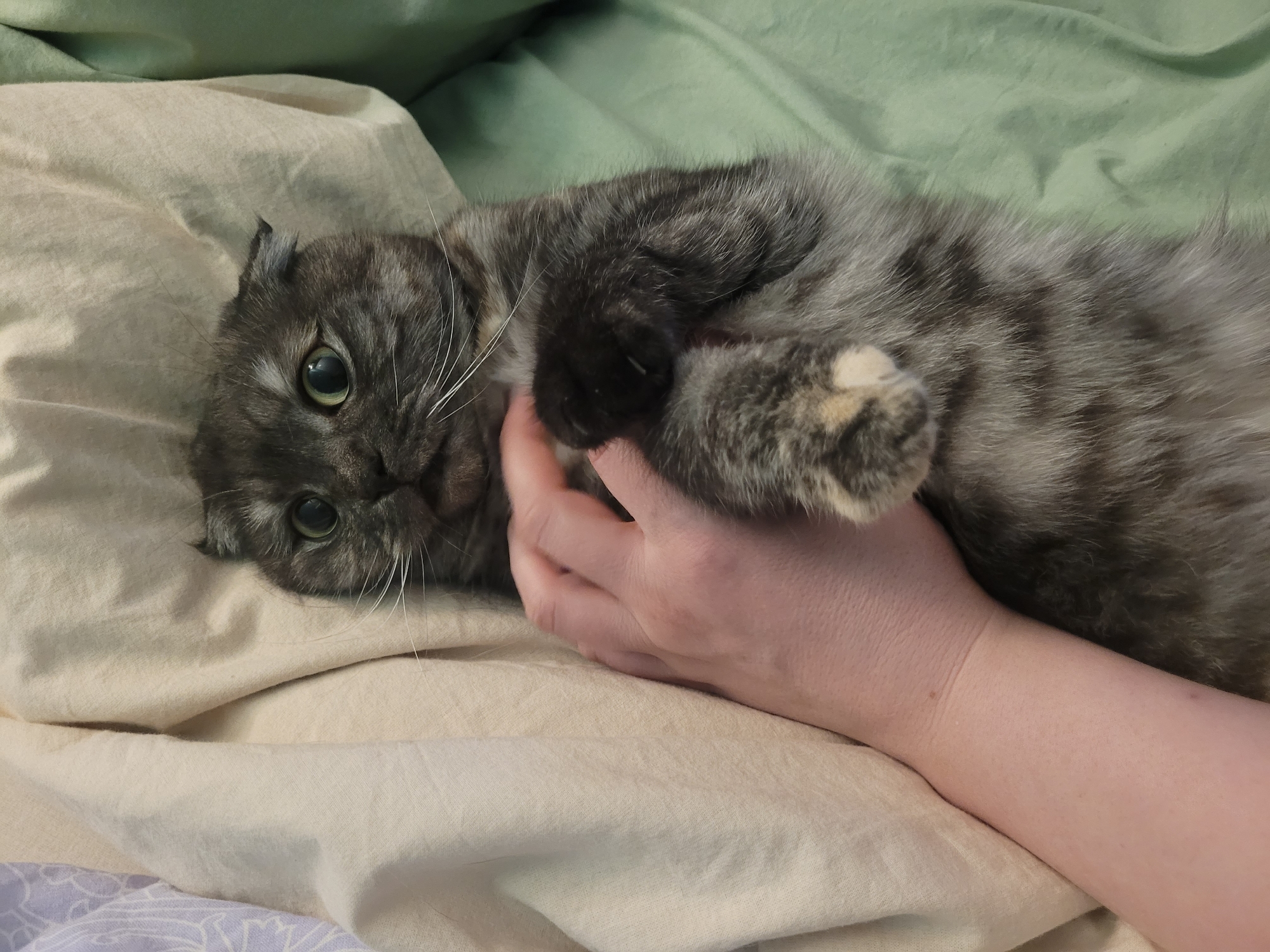A medium shot depicts a gray and black tabby Scottish Fold cat lying on its side on a light beige fabric surface. The cat is being petted by a fair-skinned human hand. The cat's head is turned towards the camera, revealing its green eyes and white whiskers. The background shows additional beige and green fabrics. The location is not identifiable as Izhevsk, Russia.