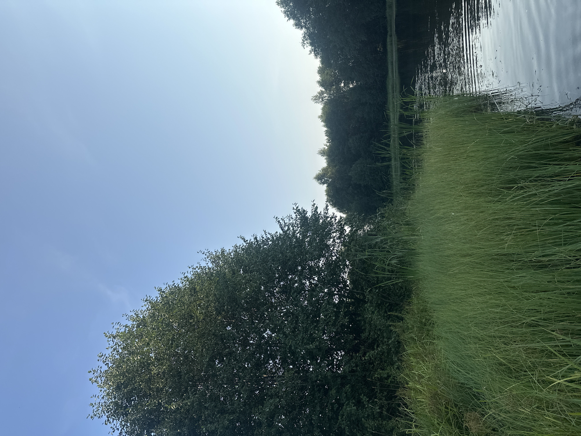 The image depicts a serene natural scene near a body of water, likely a lake or river, with lush green vegetation. In the foreground, tall, dense green grass lines the edge of the water, which appears dark and reflective. A large, leafy tree with dense foliage dominates the left side of the frame, its branches extending upwards and to the right. Behind the tree and grass, a dense line of trees forms a dark green barrier, with some lighter-colored trees interspersed. The sky above is a clear, pale blue with a slight gradient, indicating it may be early morning or late afternoon. There are no people or specific man-made objects visible in the scene, suggesting a rural or undeveloped natural environment. The location is identified as being in Kharnavy, Russia.