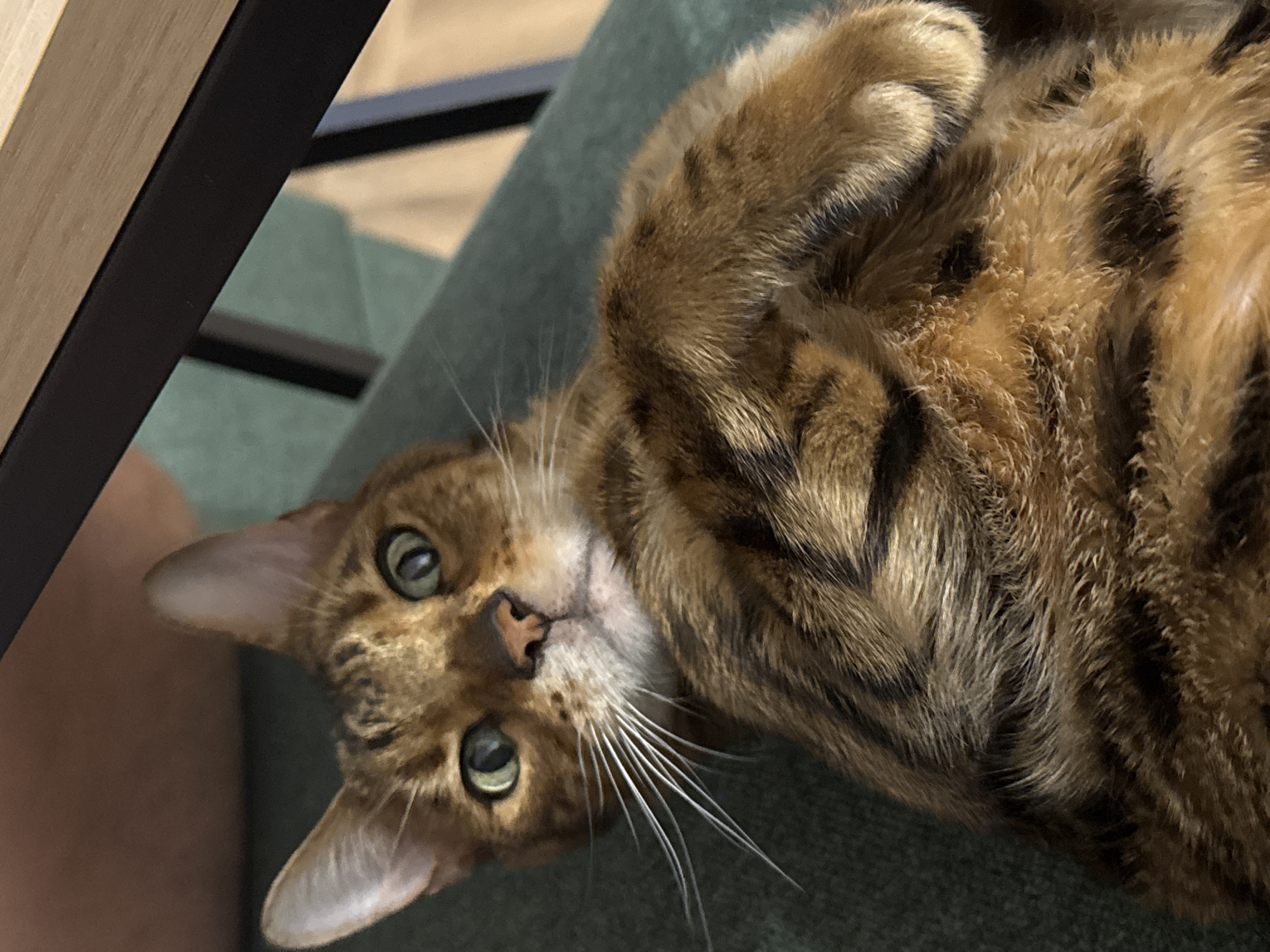 A Bengal cat with distinctive brown, black, and tan patterned fur is the central subject of the image. The cat is lying on its back or side, looking directly at the camera with a curious and attentive expression. It has bright green eyes, a small pink nose, and prominent white whiskers. Its front paws are curled up near its chest.
The cat is resting on a soft, dark green upholstered surface, likely a couch or chair. In the upper left portion of the frame, elements of light-colored wooden furniture with black metal accents are visible, suggesting an indoor setting. Reflections of similar furniture and other blurred shapes can be seen in the background, indicating a home environment. The lighting appears to be bright and even, highlighting the intricate patterns of the cat's fur. There is no discernible text within the image.