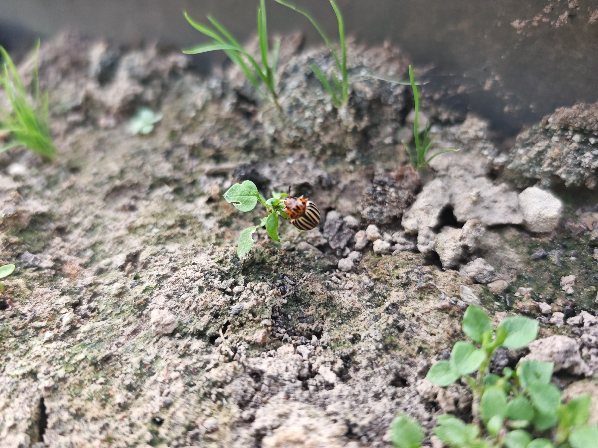 A close-up, low-angle shot shows a Colorado potato beetle on a small green leaf. The beetle is orange with black stripes. The beetle is positioned in the center of the frame, with the leaf it is on also visible. The background consists of soil and small green sprouts. The scene appears to be in a garden or natural outdoor setting. The location is identified as Aisha, Russia.