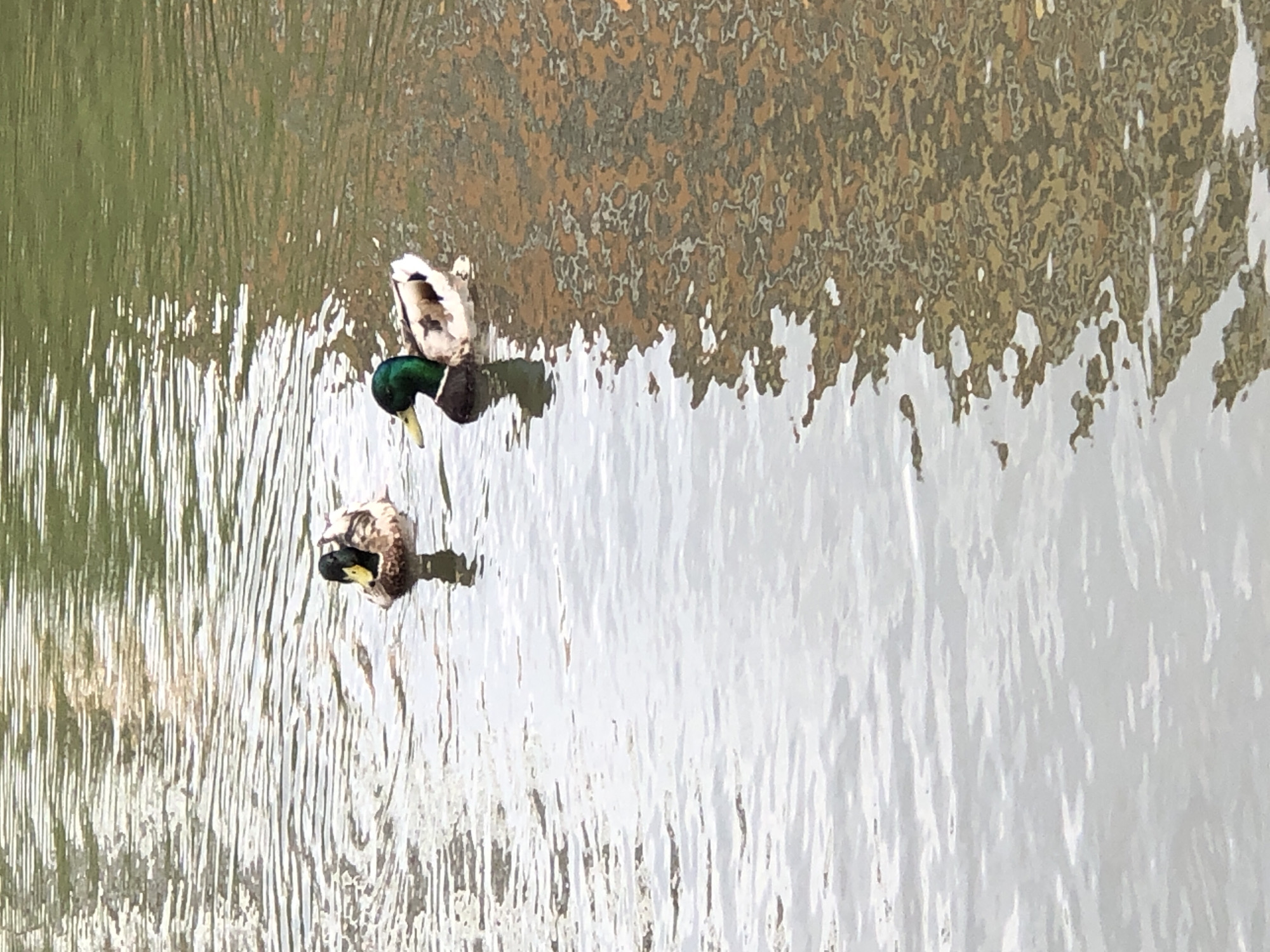 The image shows two ducks swimming in a body of water. The duck on the left has a brown and white body with a black head and yellow beak. The duck on the right has a brown and white body with a green head and yellow beak. The water is rippled and reflects the colors of the surrounding environment, which appears to be a park or natural area. The scene is tranquil and depicts a common sight in many urban parks.
There is no information in the image to suggest it is located in Saint Petersburg, Russia. The image depicts a generic outdoor scene with ducks.