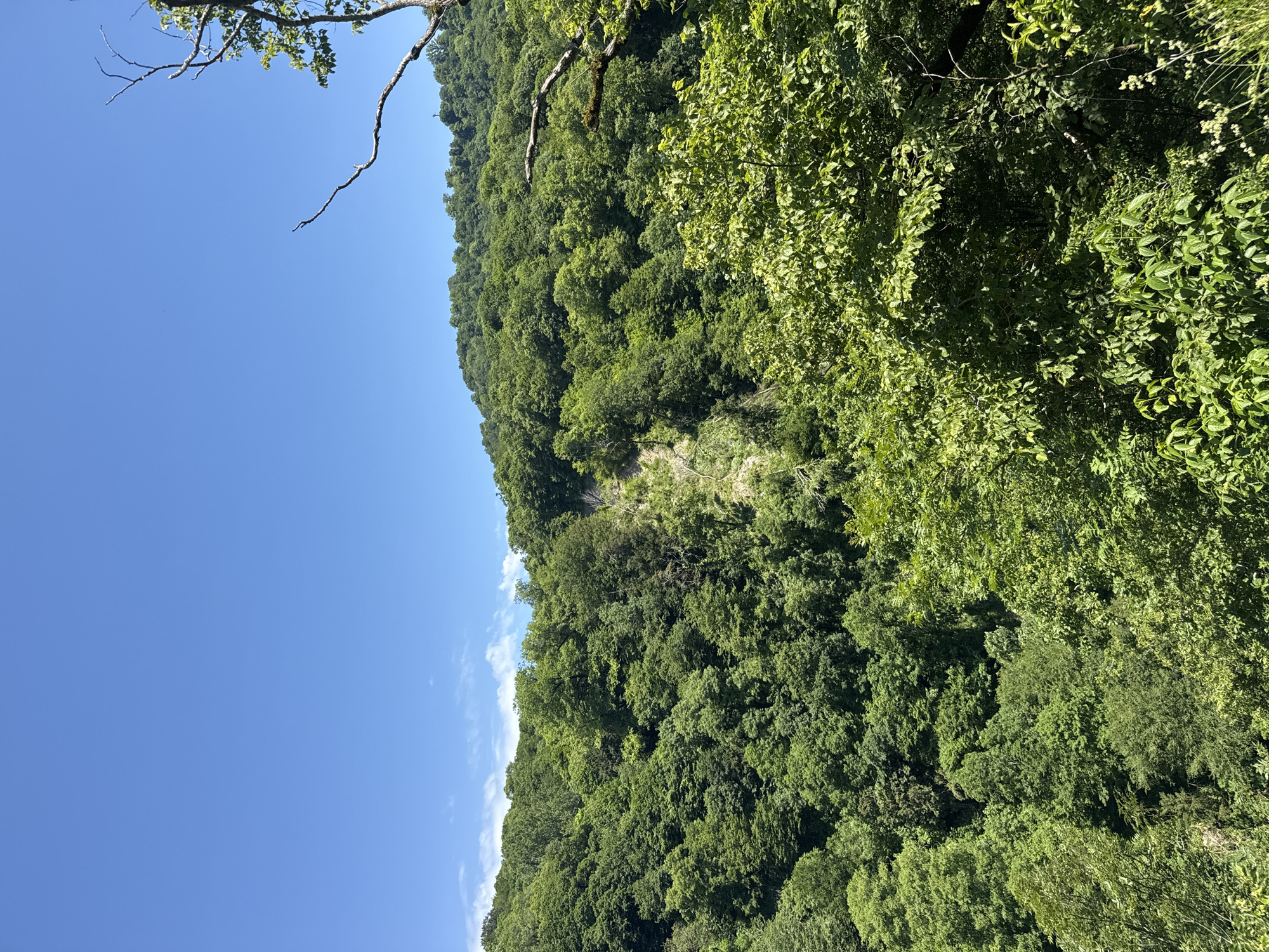 The image displays a vibrant natural landscape, primarily dominated by a dense, verdant forest under a clear blue sky. The scene is oriented vertically, suggesting a view looking up a steep, tree-covered hillside or mountain.
The forest encompasses the majority of the lower and right portions of the frame (when viewed with the sky at the top). The trees exhibit various shades of green, indicating lush foliage and healthy growth, with some areas appearing darker due to shadows or denser canopy. The hillside is completely covered by trees, with no visible clearings or structures, suggesting an untouched natural environment.
Above the tree line, a wide expanse of bright blue sky is visible. It is mostly clear, though a few faint, wispy white clouds can be seen near the horizon, adding subtle texture to the otherwise uniform sky. In the upper left quadrant of the image, several bare tree branches with some sparse leaves extend into the frame, providing a foreground element and hinting at a closer vantage point or the presence of a larger tree overhead.
The time of day appears to be bright daytime, indicated by the clear sky and the illumination of the foliage. The weather is fair and sunny. There are no people, animals, or any man-made objects visible in the frame. No text is present. The landscape is consistent with a natural, forested region like Khleborob, Russia.