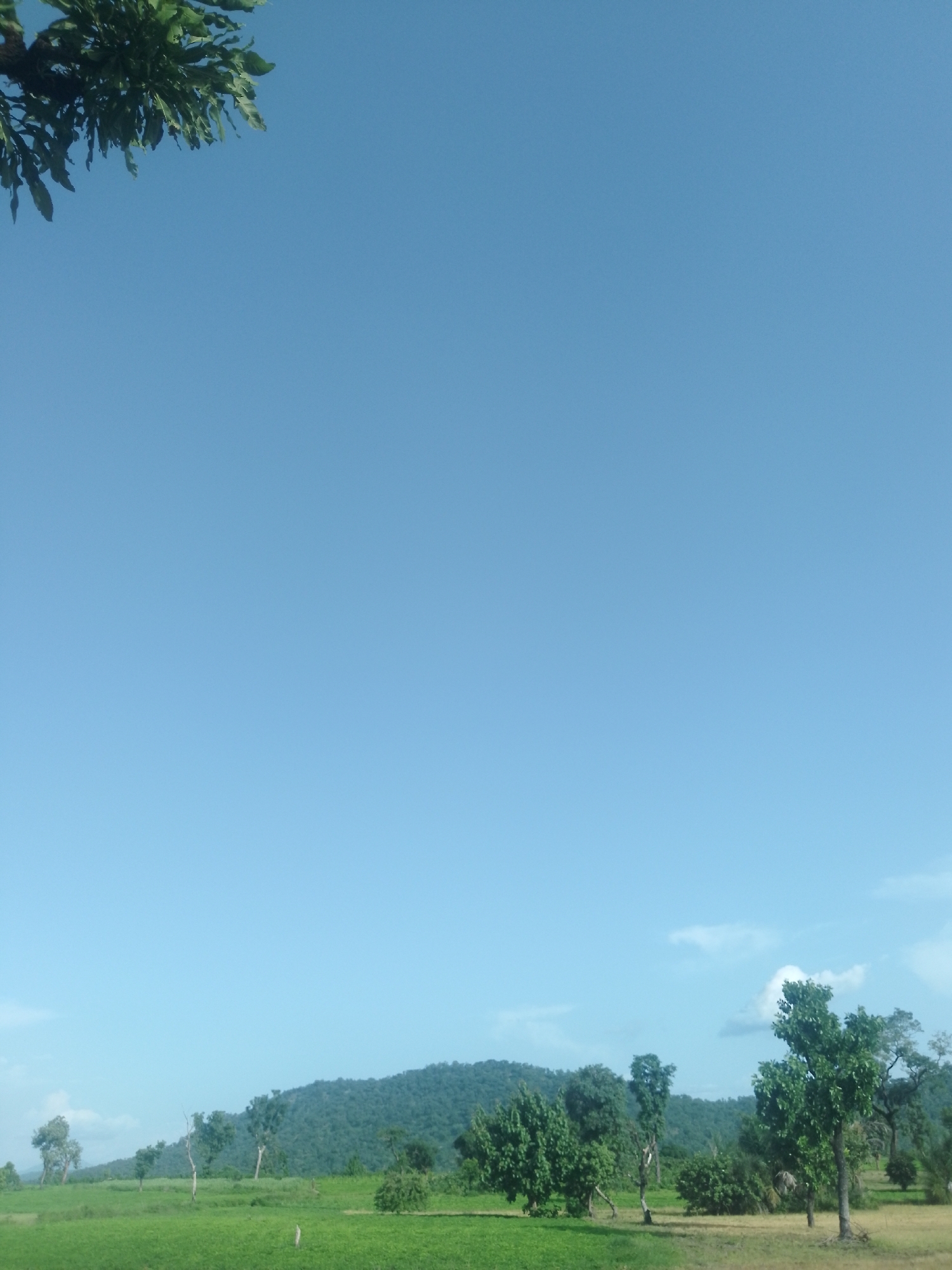 The image depicts a serene, rural landscape under a clear, bright blue sky. In the foreground, a vibrant green field stretches across the frame, dotted with scattered trees of varying sizes and densities. Some trees are full and lush, while others appear more sparse or have a weathered appearance, with visible branches. The field transitions into a slightly more arid or fallow area towards the midground, where more trees are clustered.
In the background, a rolling, verdant hill dominates the horizon, covered in dense vegetation. The hill is a deep green, suggesting a lush, natural environment. The overall impression is one of natural beauty and tranquility. The image appears to be taken in Serti, Nigeria, a region known for its picturesque countryside and agricultural landscapes. There are no people or animals visible in the image. The lighting suggests a sunny day, possibly late morning or early afternoon. The environment is clearly outdoors and seems to be a rural or agricultural area.
