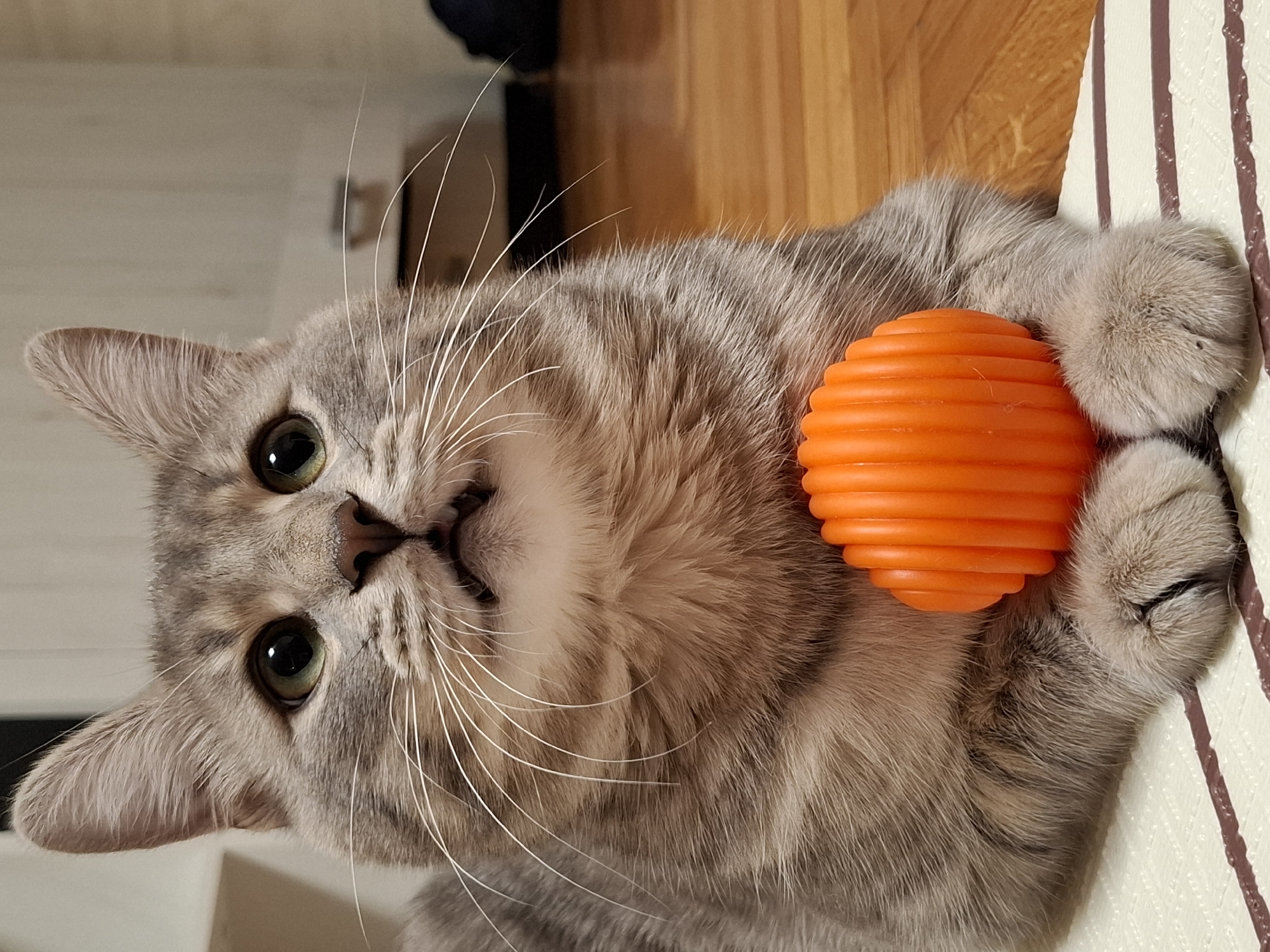 A grey tabby cat lies on its side on a surface covered with striped fabric. It holds an orange, ridged ball with both paws. The cat has green eyes, a pink nose, and long white whiskers. The background includes wooden surfaces. The image was likely taken indoors in Novi Sad, Serbia.