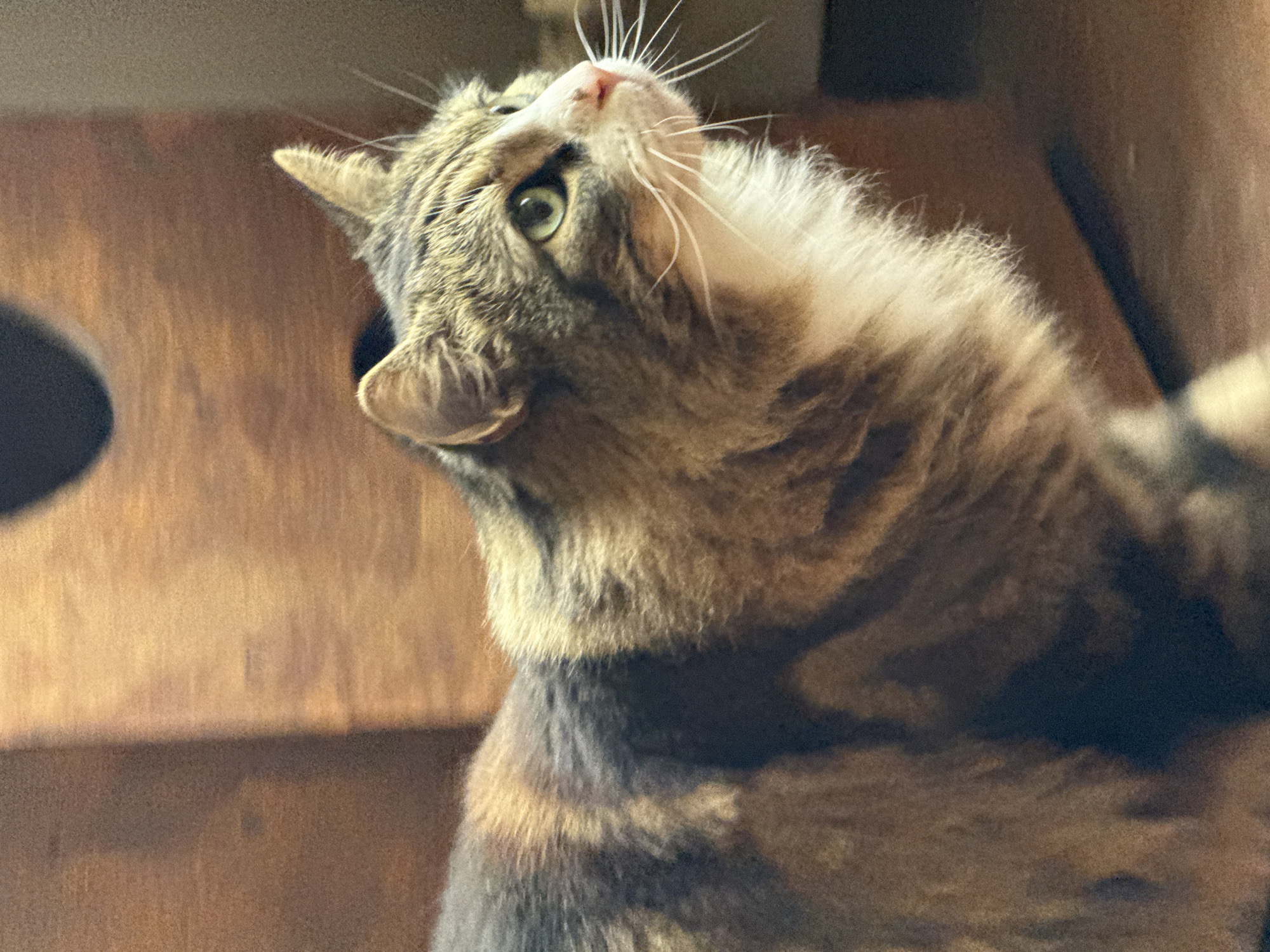 A close-up photograph captures a long-haired domestic cat looking sharply upwards with an alert and curious expression. The cat has a tabby coat, featuring a mix of brown, grey, and black stripes, with a significant amount of white or cream fur visible on its chest, under its chin, and around its muzzle. Its left eye, a striking green, is wide open and focused intently upwards. The cat's head is tilted back, revealing its pink nose and numerous prominent white whiskers fanning out from its face. Its ears are visible, with noticeable tufts of fur. The background is softly out of focus, consisting primarily of warm, reddish-brown wooden surfaces, suggesting an indoor setting like a cat tree or wooden furniture. Darker, blurred areas in the background indicate shadows or openings within the structure. The lighting is soft, highlighting the cat's fur and features. This image captures a moment of feline curiosity or observation. The photograph was taken in Saint Petersburg, Russia.