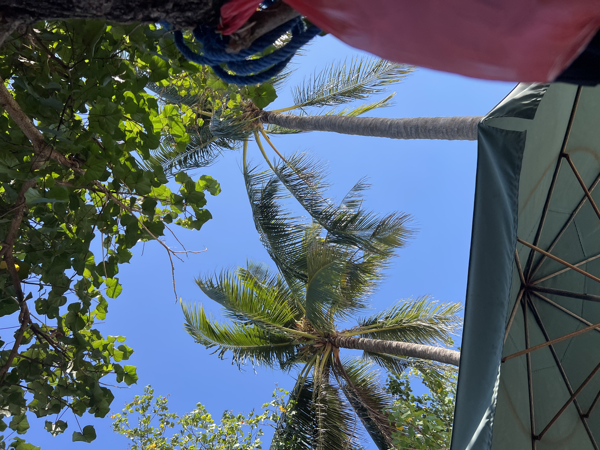 The image depicts a scene under a clear blue sky, with lush green foliage framing the upper portion. Two tall palm trees with long, slender fronds dominate the center of the frame, their trunks appearing textured and weathered. In the foreground, the underside of a green umbrella is visible, its metal ribs fanning out from a central point. To the right, a thick blue rope, likely for securing something, is coiled around a tree trunk, with a hint of red fabric also present. The overall ambiance suggests a tropical setting, potentially a beach or resort area in Kuta, Indonesia, given the presence of palm trees and beach umbrellas. There are no people or animals visible in the image.