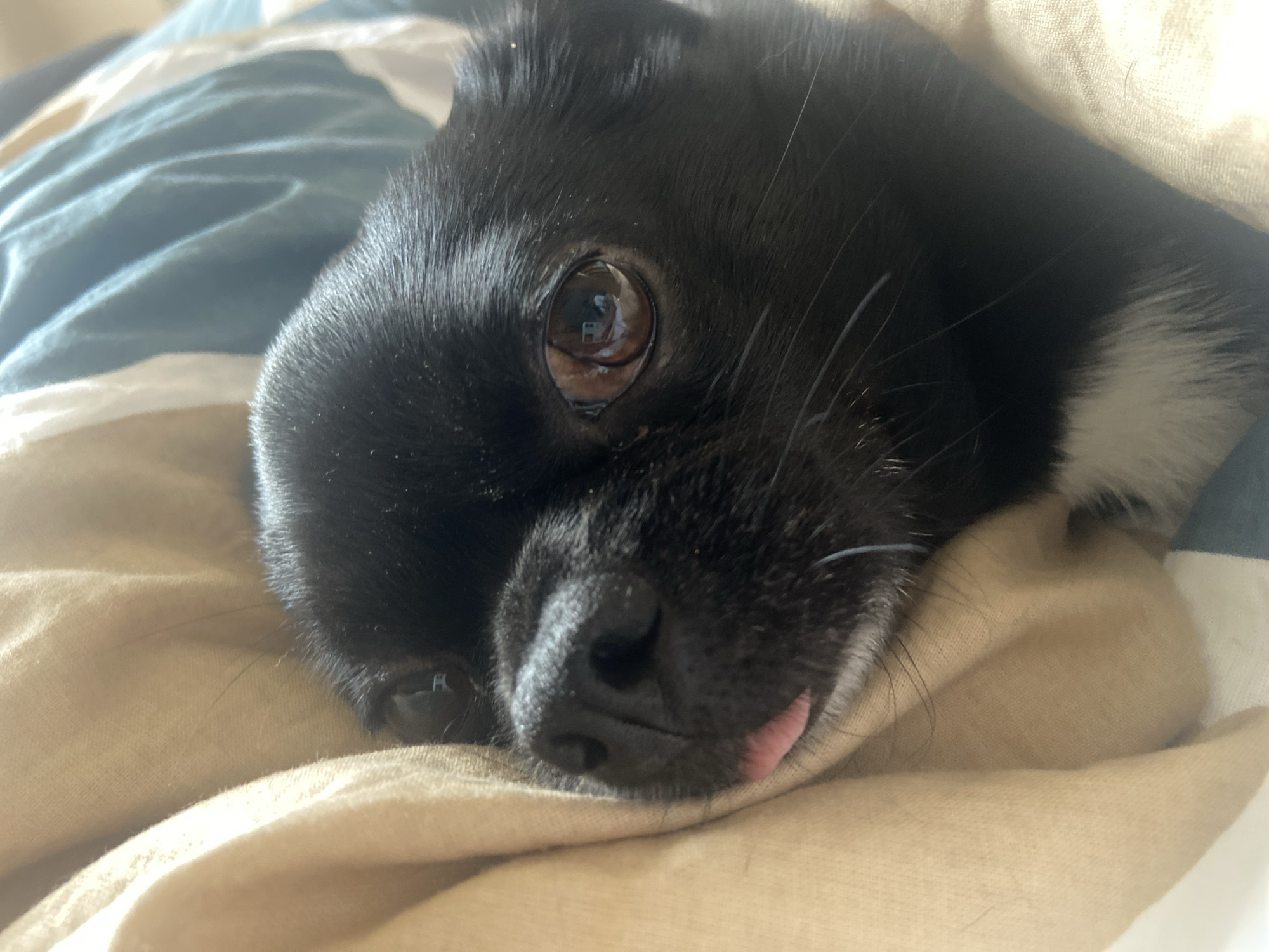 A black dog with white markings on its chest is nestled in blankets. The dog's head is tilted, and its eyes are partially closed. A pink tongue is slightly protruding from its mouth. The blankets are light brown and white striped. The scene is likely indoors. The provided image does not contain information to determine the location in Revda, Russia.