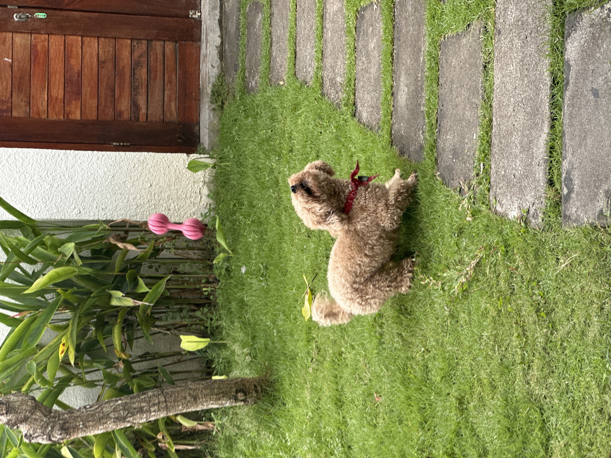 The image depicts a brown poodle wearing a red harness, sitting on a lawn with a mix of grass and weeds. Behind the dog, there's a path constructed with rectangular concrete slabs. To the left, a tree trunk and foliage are visible, near a wall with a wooden door. Also visible is a pink dog toy. The location is identified as Dalung, Indonesia.