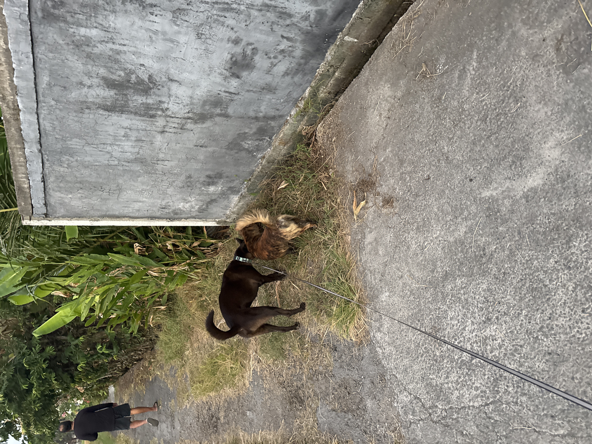 In Sukawati, Indonesia, a man wearing a black t-shirt and dark shorts walks away from the camera on a concrete path. Two dogs are on the path next to him. The larger dog is dark brown with a light blue collar and is facing the smaller, tan and brown brindle dog. The smaller dog has its back to the camera. A leash connects the two dogs and extends towards the lower left of the frame. The path is bordered by dry grass on the left and a textured gray concrete wall on the right. Lush green foliage, likely banana plants, grows behind the wall. The lighting suggests it is late afternoon or early evening.