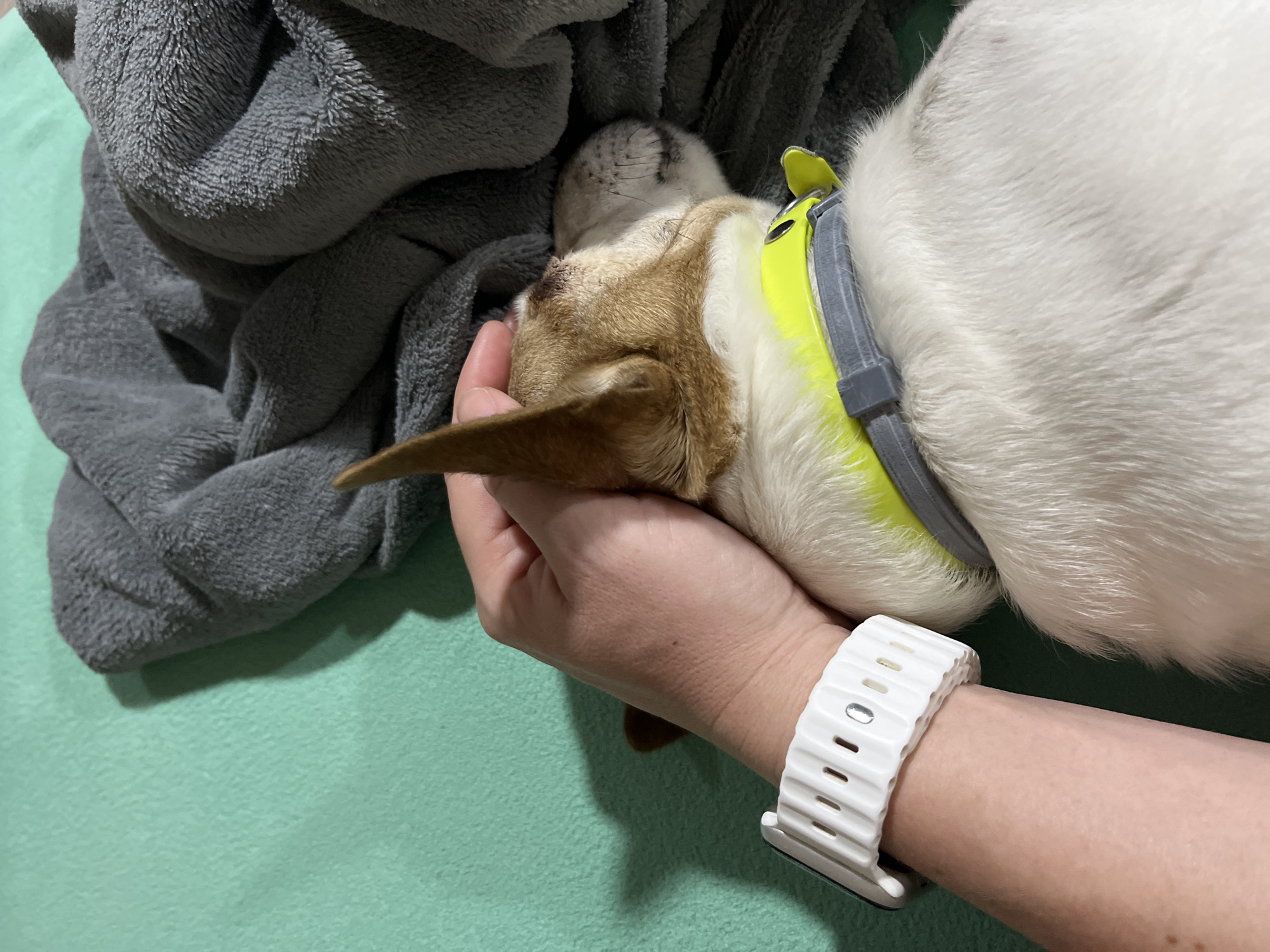 A light-skinned person is holding a dog's head in their left hand. The dog, which appears to be resting or sleeping, is brown and white with a yellow and gray collar. The person is wearing a white smartwatch. The scene is set against a light green surface, likely a bed or sofa, partially covered by a gray, soft blanket. There is no visible indication that the scene is in Pchelnik, Bulgaria.