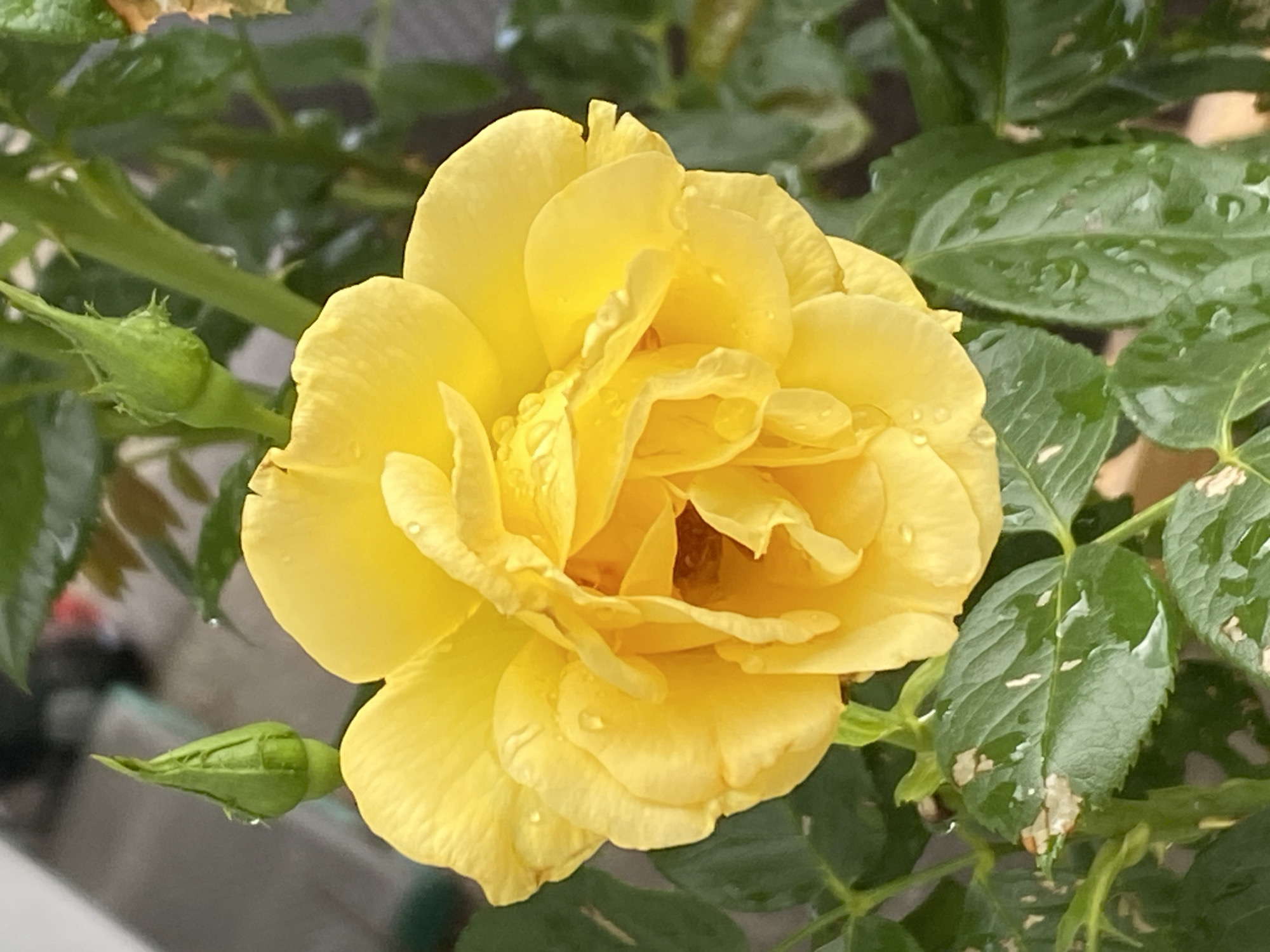 A close-up, slightly overhead view captures a vibrant yellow rose in full bloom, with several water droplets clinging to its petals. To the upper left of the rose, a green rosebud is visible, and to the upper right, another, slightly less developed bud. The rose and buds are surrounded by lush, green rose leaves, some of which also bear water droplets. A hint of a blurred background suggests an outdoor setting, possibly a garden or balcony. The specific location in Purkersdorf, Austria is not discernible from the image itself.