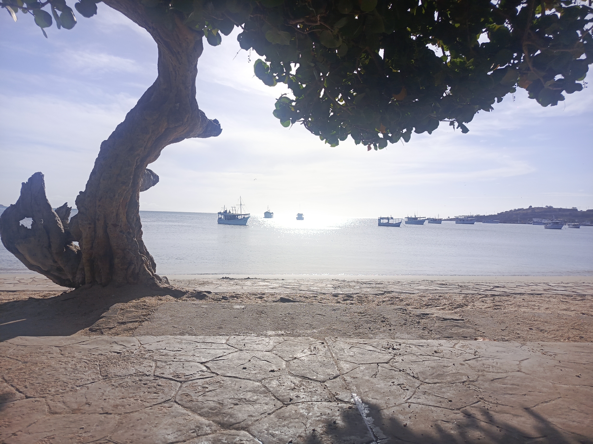The image shows a coastal scene in Juan Griego, Venezuela. In the foreground, there is a textured, paved area leading to a sandy beach. A large, gnarled tree with dense foliage partially obscures the upper right of the frame, while its twisted trunk dominates the left side of the image. The beach leads to a calm body of water with several boats visible in the distance. The horizon line is blurred by the bright sunlight reflecting off the water. In the background, a landmass with some structures is visible. The scene appears to be bathed in bright sunlight, casting shadows on the pavement and beach.