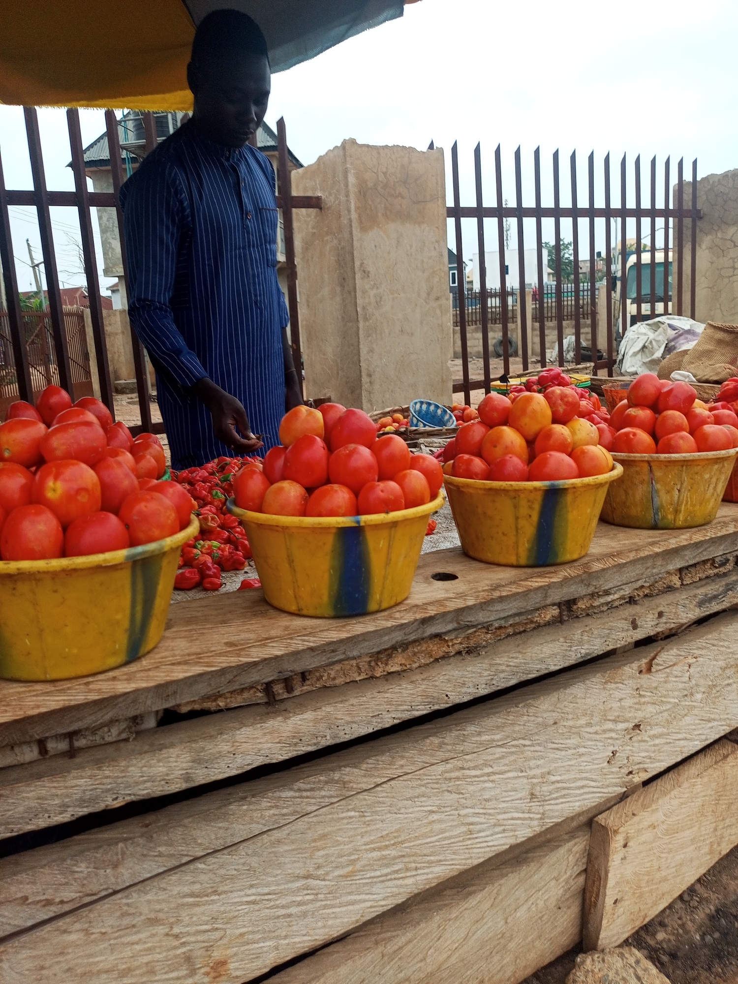 A man in a blue striped shirt stands behind a wooden table lined with four yellow buckets filled with tomatoes and red peppers. He appears to be arranging or displaying the produce. The table is constructed from rough-hewn wooden planks and sits in an outdoor market setting. Behind the table is a metal fence, with buildings and vegetation visible in the background. The scene appears to be in Oshogbo, Nigeria.