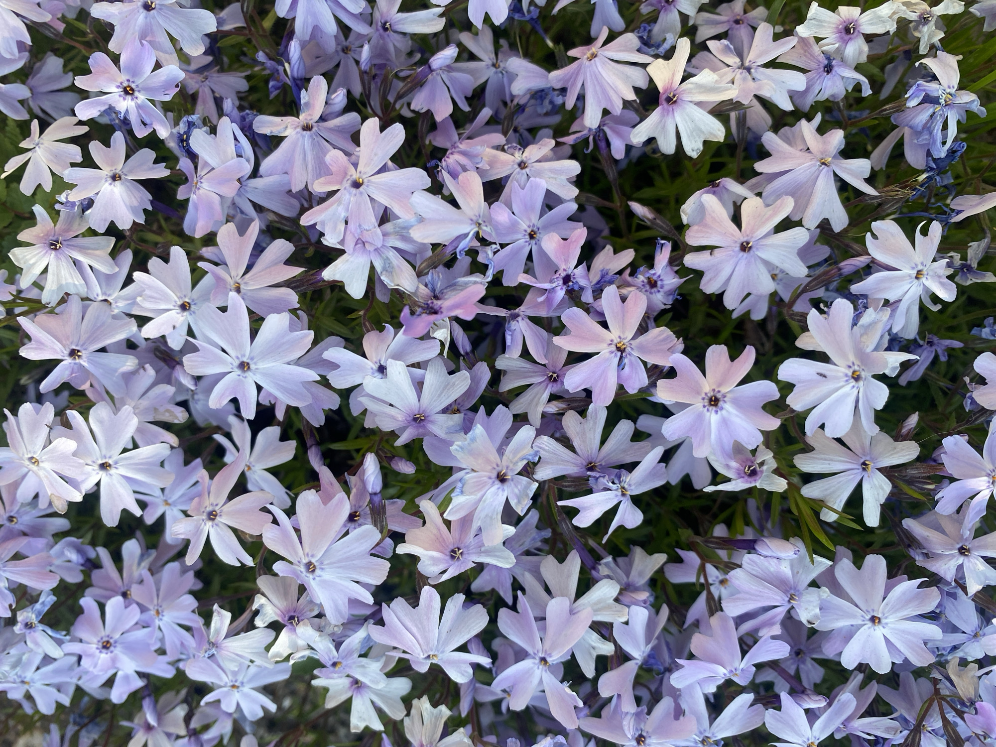 The image shows a dense patch of light purple to lavender phlox flowers, with green foliage visible underneath. The flowers have five petals and a darker center. The scene appears to be a ground-level shot of a garden or naturalized area. No people, objects, actions or interactions are depicted. The location of this image within the city of Dnipro, Ukraine is not available, from the information provided.