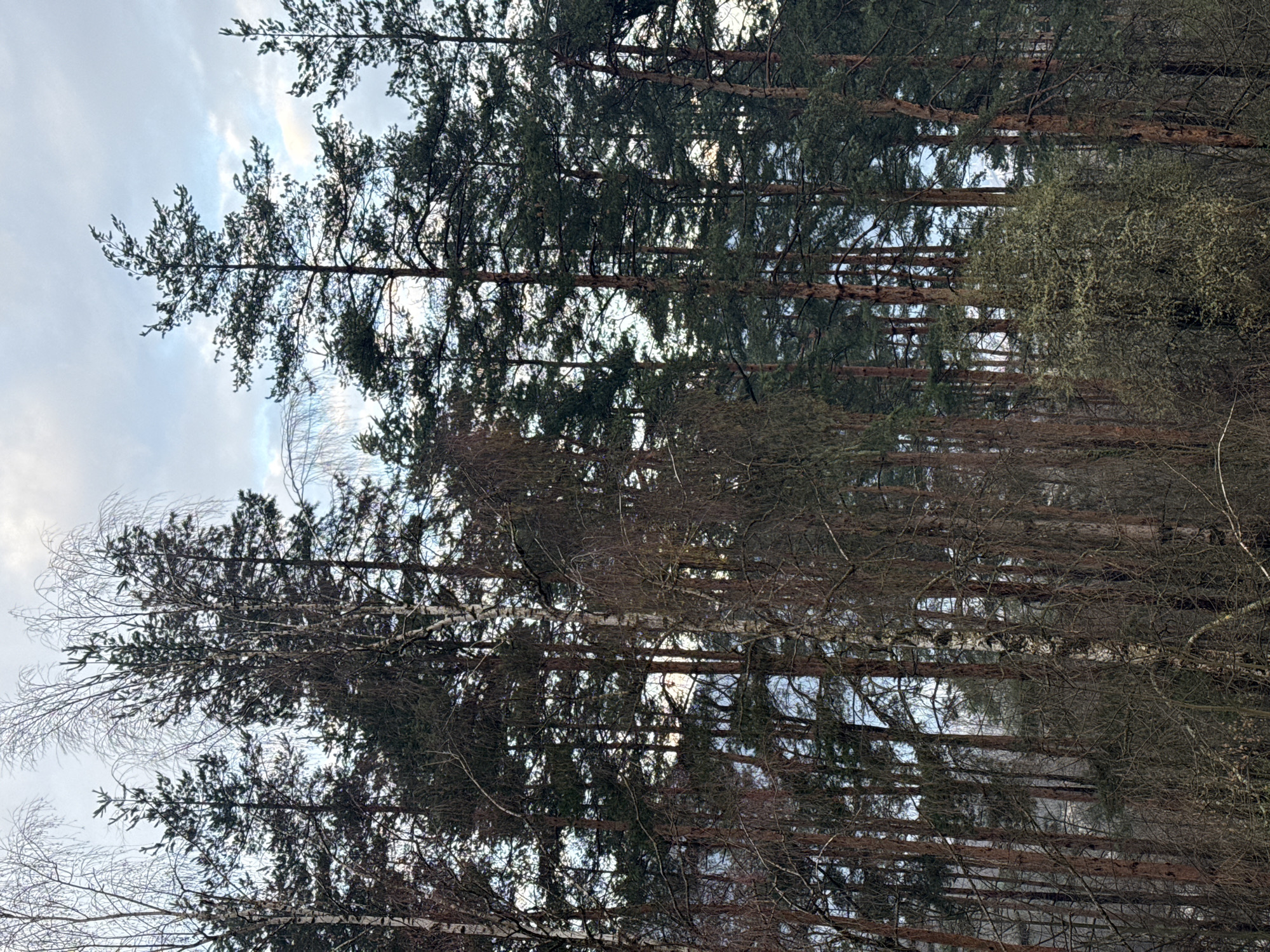 The image shows a forest scene in what is suggested to be Etropole, Bulgaria. The trees are tall and dense, with a mix of coniferous evergreens and deciduous trees that are mostly bare of leaves. The sky is overcast with some patches of light. There is no evidence of people in the image. The trees are a mix of textures and colours, ranging from the dark green of the pines to the brown and grey of the bare branches. The overall environment suggests a natural woodland setting, possibly in a rural area or on the outskirts of a town.