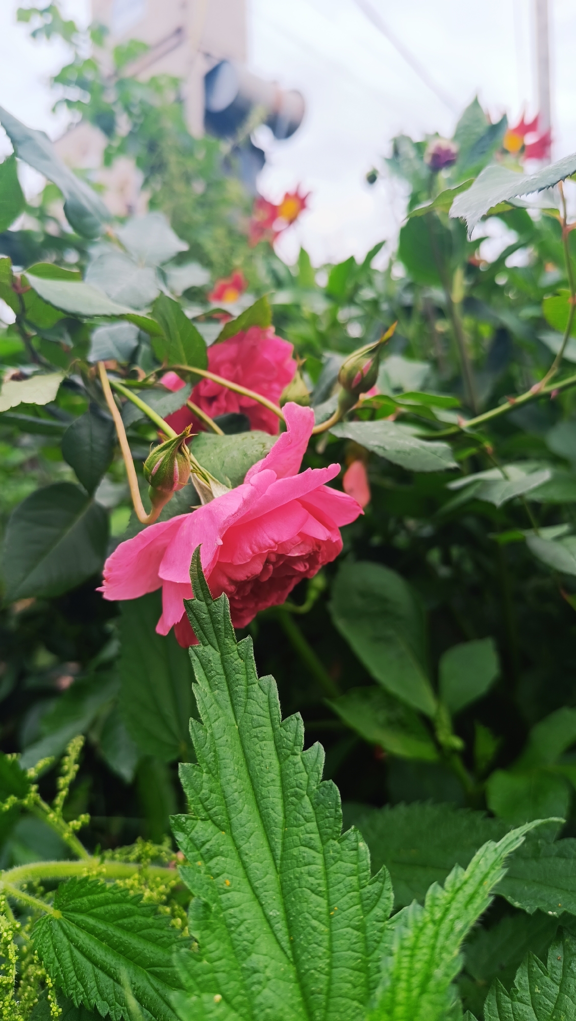 A close-up, vertical shot focuses on a vibrant pink rose in bloom, its petals delicately unfurling. The rose is positioned slightly off-center to the right, with its blossom facing left. To its left, a smaller, unopened rose bud hangs from a thin stem. Lush green leaves form a dense background, creating a natural, garden-like setting. In the foreground, a large, serrated green leaf dominates the lower portion of the frame, its texture and veins clearly visible. The overall impression is one of natural beauty and growth. The scene does not contain any people or any identifiable elements that would suggest a specific location in the city of Karsha, Russia.