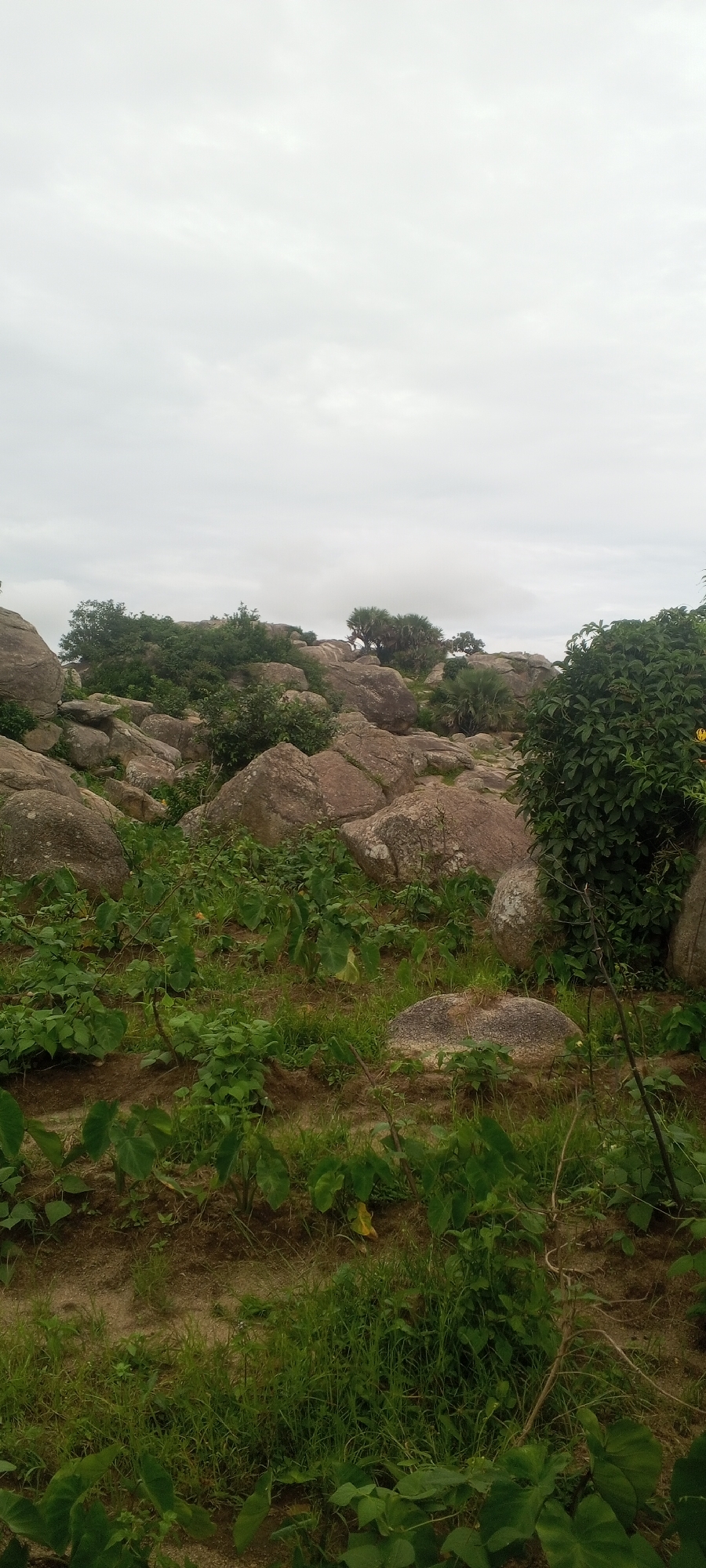 The image depicts a landscape scene in Ohit, Nigeria. The foreground features a patch of cultivated land with leafy green plants, possibly taro or a similar crop, growing in sandy soil interspersed with grass. Beyond this cultivated area, large, rounded boulders are scattered across the terrain. These rocks are covered in patches of lichen and moss, indicating a natural, untamed environment.
In the midground, more boulders are visible, along with patches of dense green vegetation and several trees. Some of these trees have a palm-like appearance, while others are bushier. The overall impression is one of a rocky, slightly overgrown landscape with evidence of agricultural activity.
The background is dominated by a cloudy sky, suggesting overcast weather conditions. The terrain appears to slope upwards towards the horizon, where more rocks and vegetation can be seen. No people or animals are present in the image. The scene is static and appears to be a naturalistic, rural setting.