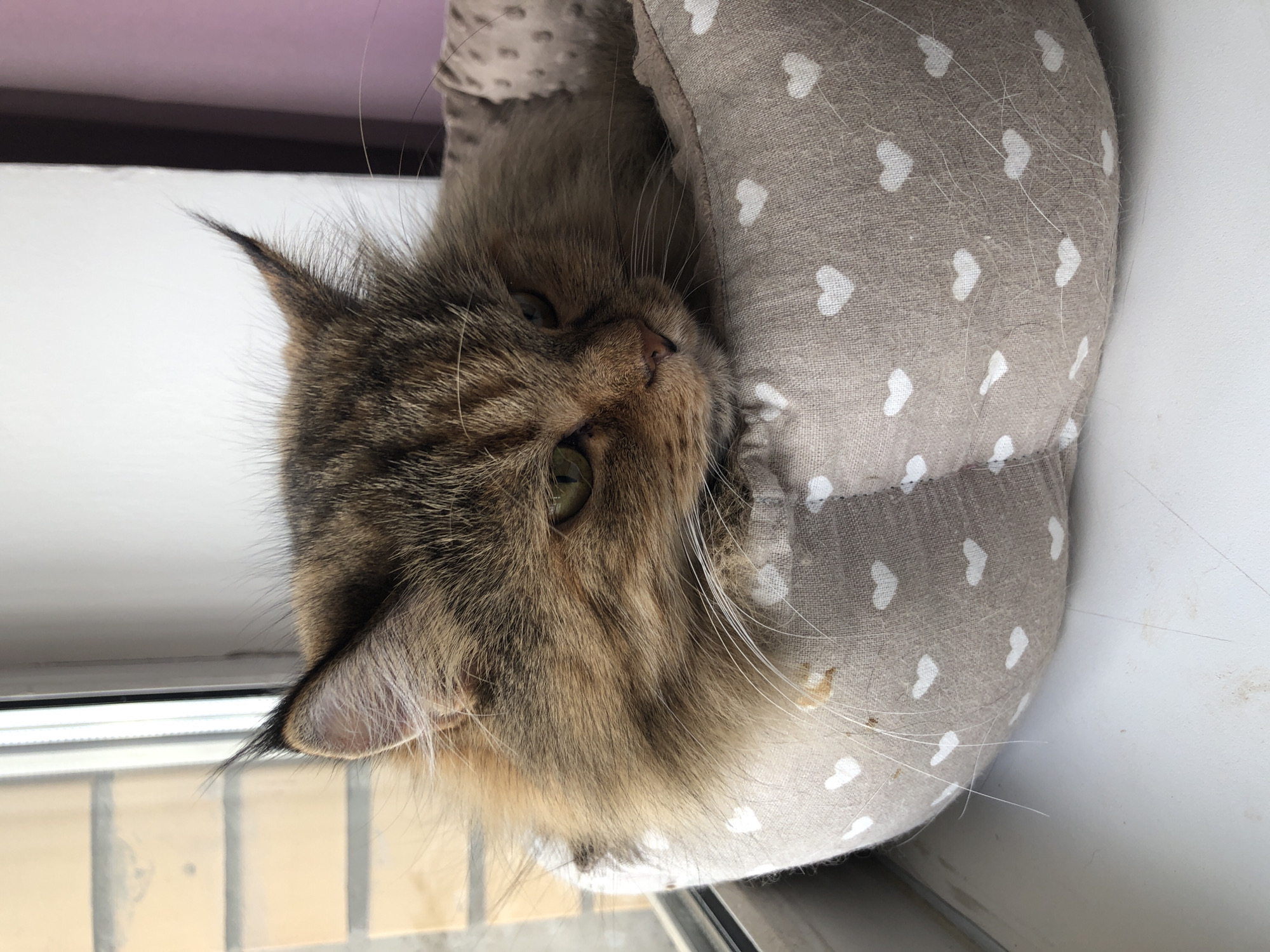 An adult, brown and black tabby cat with green eyes lies in a beige, heart-patterned cat bed placed on a white windowsill. The cat's fur is long and fluffy, with tufts of fur extending from its ears. The cat is looking to the right of the frame, with its head resting on the edge of the cat bed. The background is out of focus, but appears to be a brick wall and a window. The lighting is natural, coming from the window.