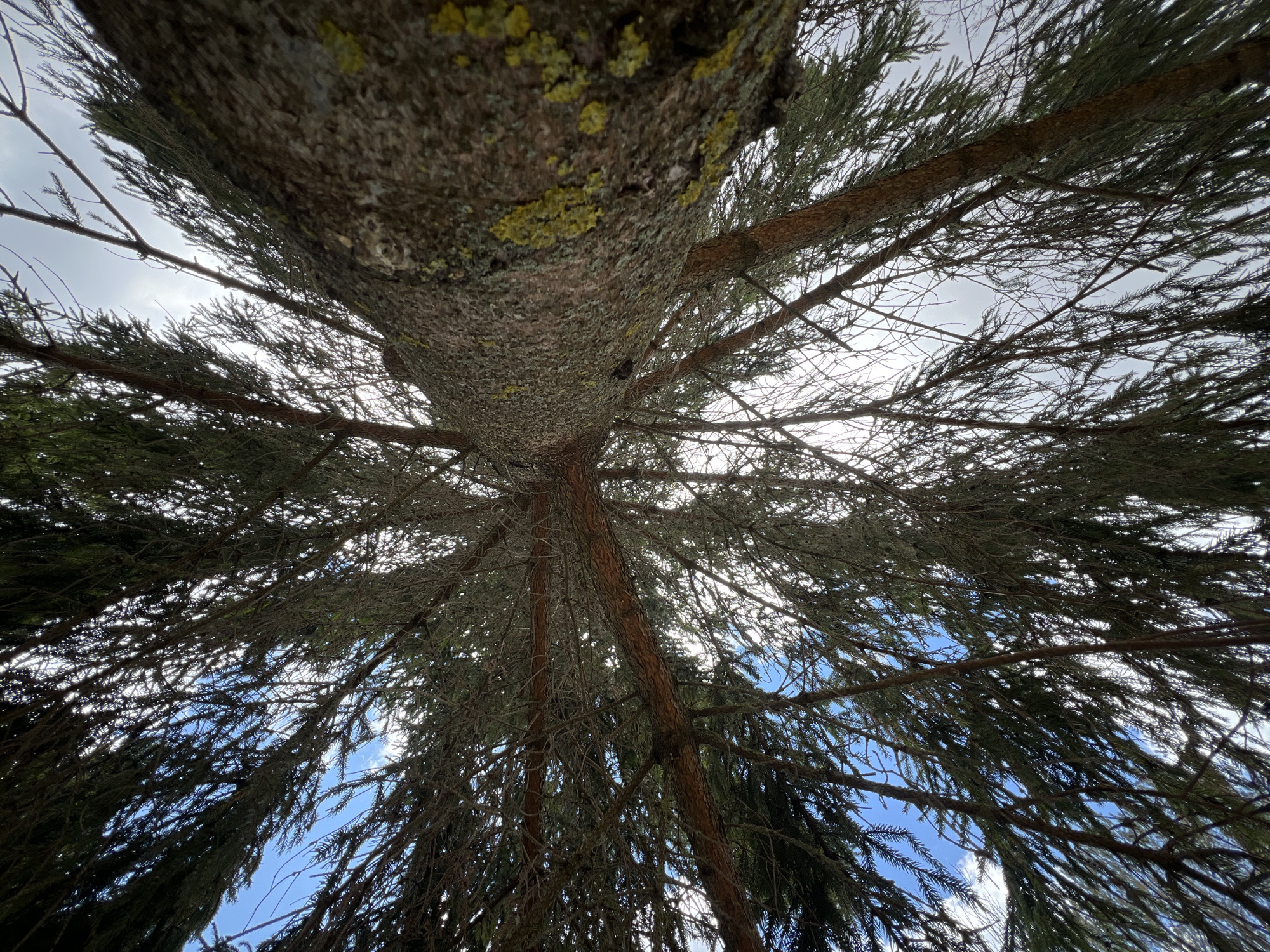 The image is a low-angle shot looking up into the canopy of a coniferous tree. The central trunk is thick and covered in textured bark with patches of green lichen. Branches radiate outwards, becoming thinner and supporting dense clusters of green needles. Patches of blue sky are visible through the branches and needles, indicating a moderately clear day. The location is Riga, Latvia.