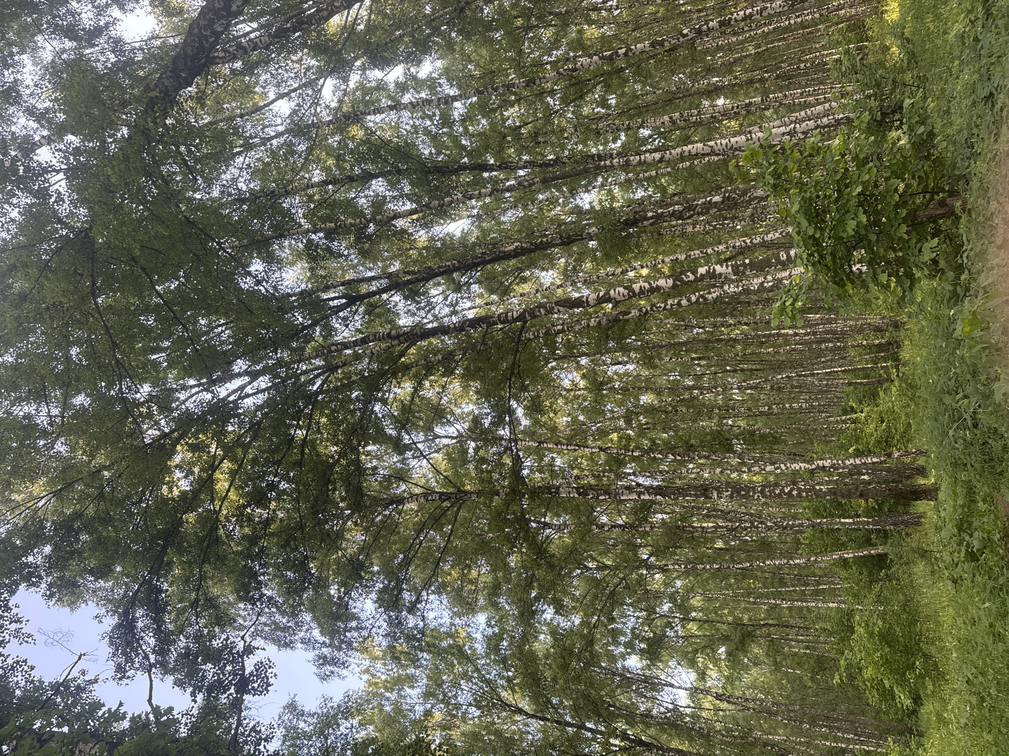 The image depicts a dense birch forest, characteristic of a temperate climate, consistent with natural areas in and around Podolsk, Russia. The perspective is from ground level, looking upwards, highlighting the tall, slender trunks of numerous birch trees (Betula species) with their distinctive white and black peeling bark patterns. The trees are densely packed, their trunks varying in thickness and exhibiting vertical dark striations. Above, a thick canopy of vibrant green leaves forms a verdant ceiling, with dappled sunlight filtering through, illuminating portions of the foliage and trunks. Patches of clear, light blue sky are visible through gaps in the canopy, indicating fair weather. The forest floor is covered with rich green undergrowth, including various leafy plants and grasses, with several larger, leafy shrubs positioned in the mid-ground. No people, animals, or man-made objects are present in the scene. The lush vegetation and bright green leaves suggest the season is either late spring or summer.
