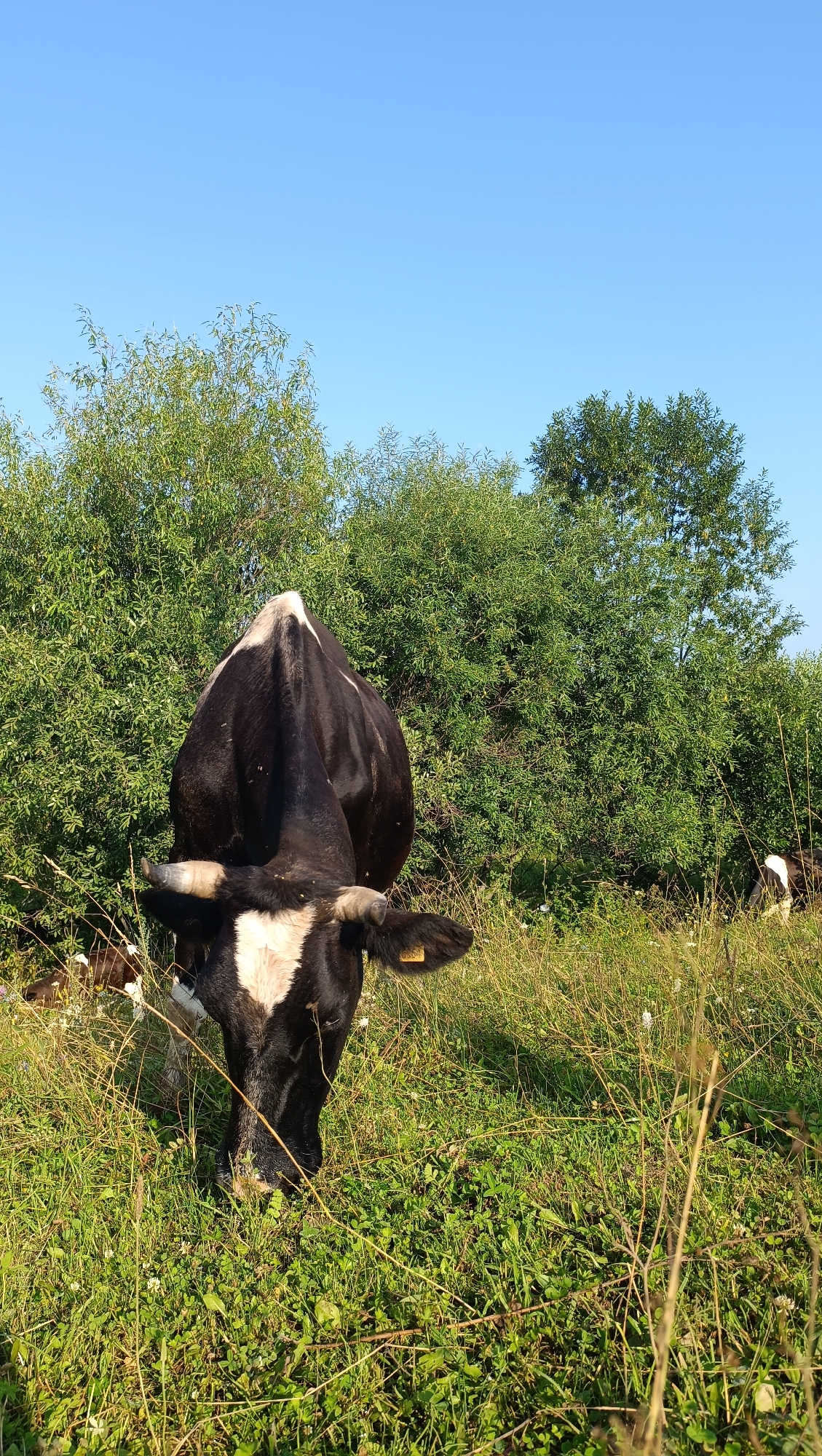 A black and white cow is grazing in a grassy field. The cow is facing down towards the grass, its head is lowered. In the background, there are trees and a clear blue sky. There are other cows visible in the distance. The image appears to be taken in a rural setting. There are no people visible in the image. The location in the city of Karsha, Russia is not identifiable from the image.