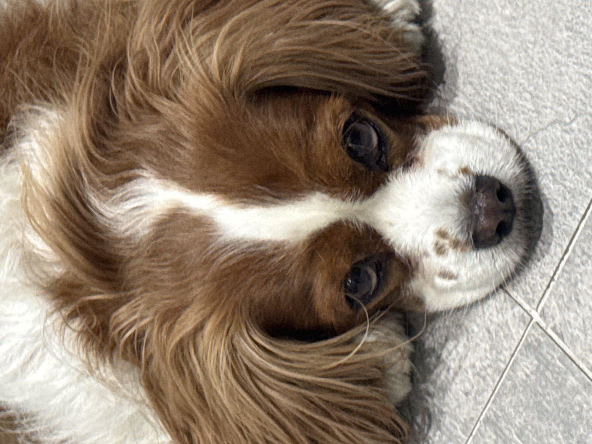 A close-up, eye-level shot of a Cavalier King Charles Spaniel lying on a grey tile surface, likely indoors. The dog has brown and white fur, with a white blaze running between its eyes. Its nose is dark brown with lighter speckles. The location cannot be determined as Sofia, Bulgaria based on the provided information.
