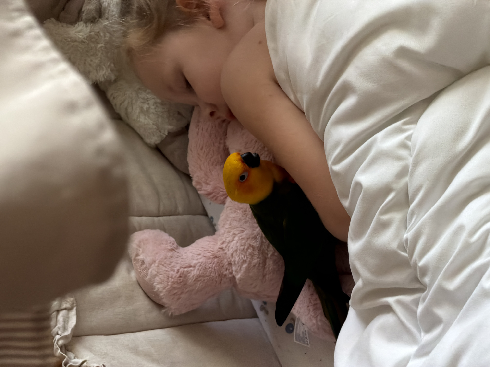 In a bed, a young child with blonde hair sleeps on their side, nestled under white blankets and next to a large pink stuffed animal. A sun conure parrot with a yellow head and green body rests on the child's arm, its dark eye visible. The background shows a crib with a light-colored quilted lining and vertical stripes. The scene depicts a peaceful moment between a child and a pet.