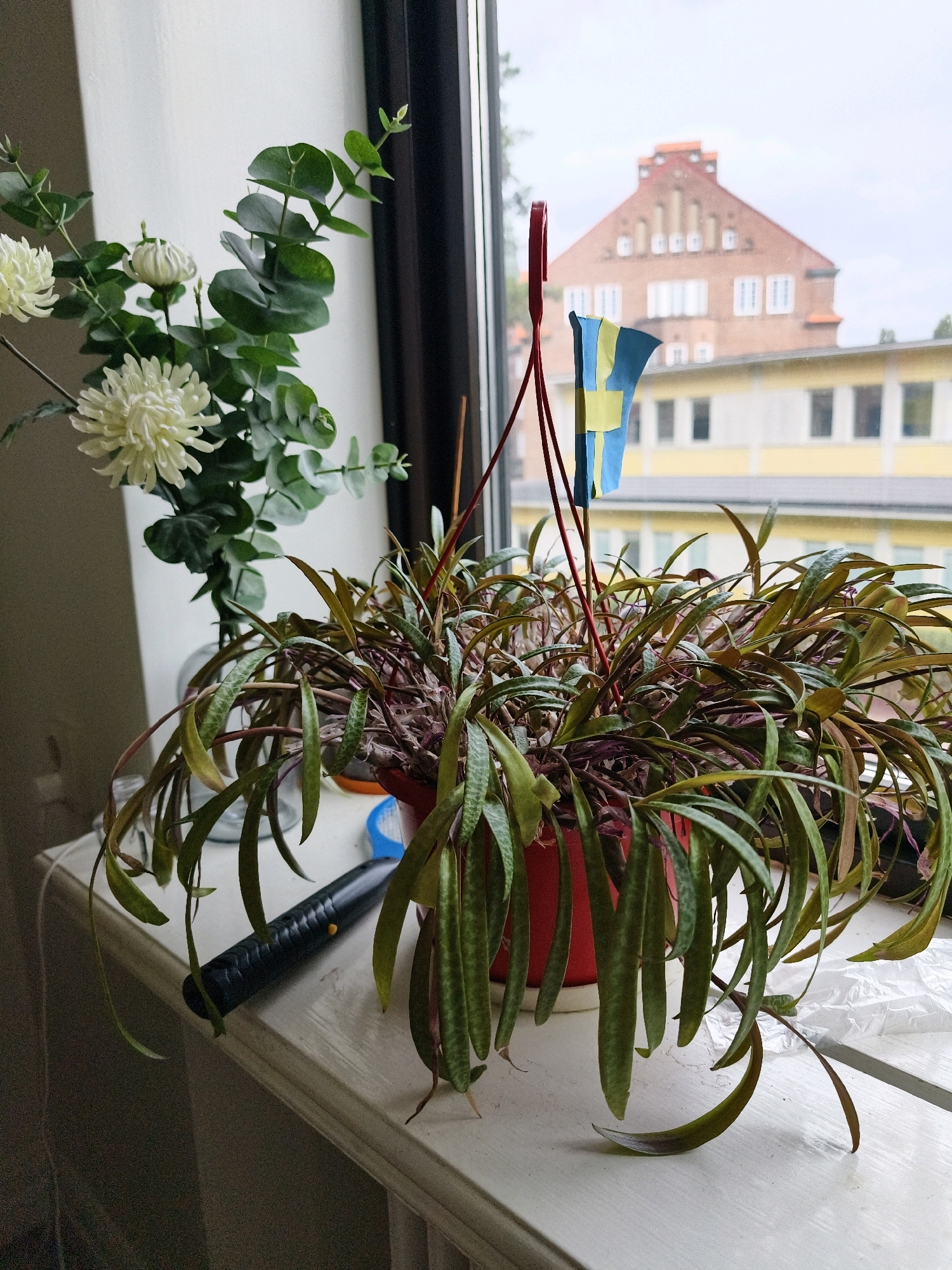 In an indoor setting, likely a windowsill, a potted plant with long, narrow, spotted leaves is the primary subject. The plant is housed in a red pot and appears to be hanging or supported by red wires. A small Swedish flag is attached to one of these wires. To the left, a bouquet of white chrysanthemums and green eucalyptus branches is arranged in a glass vase.
In the background, through a window, a brick building with arched windows is visible, along with a lighter-colored building with multiple windows. The sky appears overcast. On the windowsill, in front of the plant, lies a black object that resembles a flashlight. The surface of the windowsill is white.
The scene is likely located in Linköping, Sweden, as indicated by the presence of the Swedish flag and the architectural style of the buildings visible in the background, which are consistent with Swedish urban architecture. There are no people visible in the image. The lighting suggests it is daytime, but the overcast sky diffuses the light.