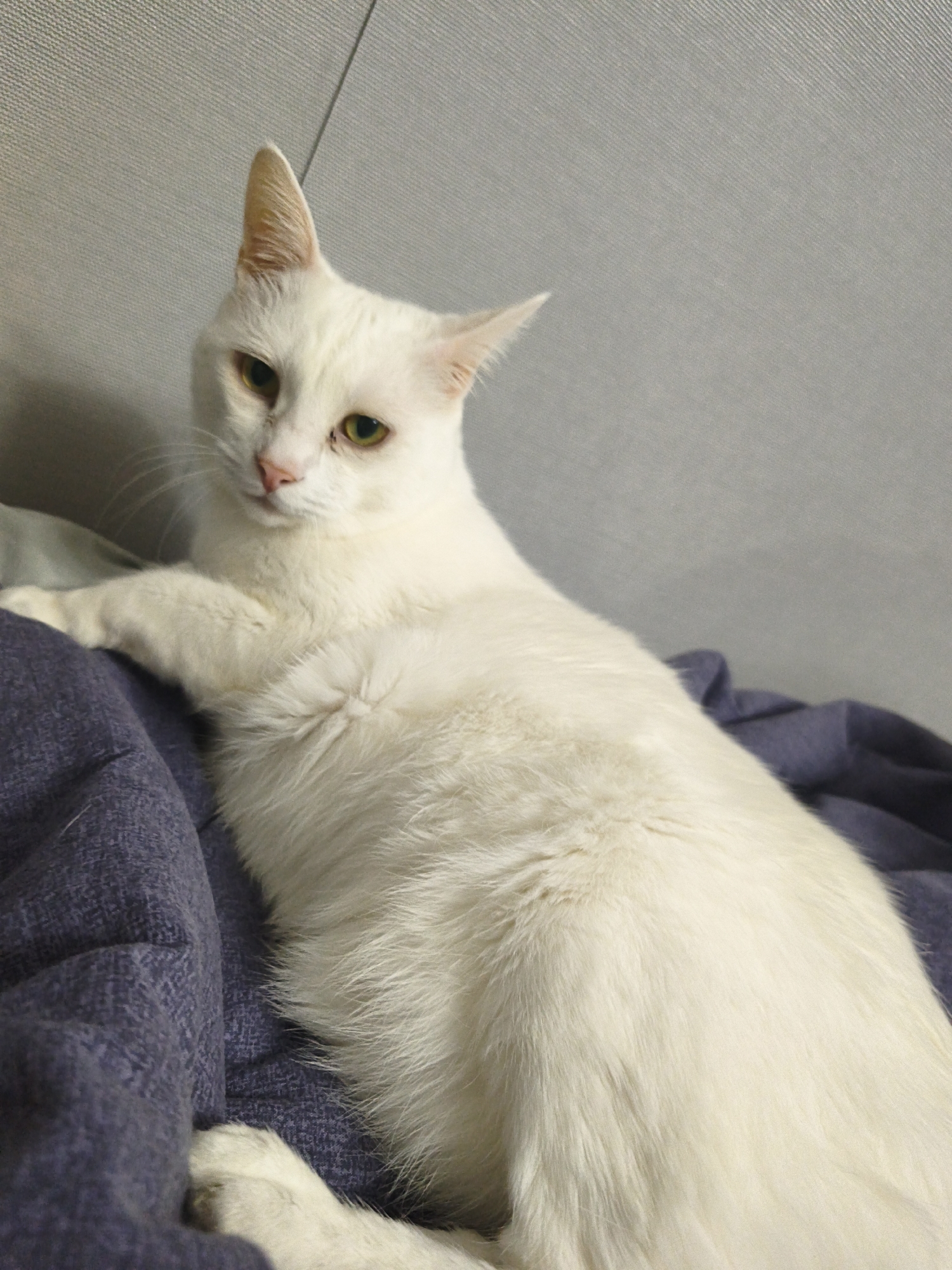 A white cat with yellow-green eyes lies on a blue-purple textured blanket. The background is a solid, light gray surface. The cat is facing the camera with its ears perked up. No location is indicated in the image.