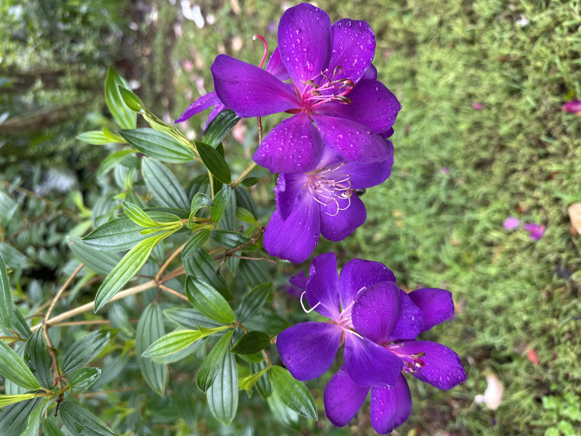The image displays two vibrant purple flowers, likely Tibouchina, in close-up. The flowers are adorned with water droplets, suggesting recent rain or dew. They are positioned against a backdrop of lush green foliage and a blurred grassy ground. The flowers are in focus, while the background is softly out of focus, creating a bokeh effect. The lighting appears natural, possibly overcast or diffused, casting soft shadows. The scene evokes a natural, possibly garden setting, with elements of flora and a damp environment. The location is not explicitly stated as being in Thora, Australia; the image itself does not contain information to identify a specific geographical location or city.