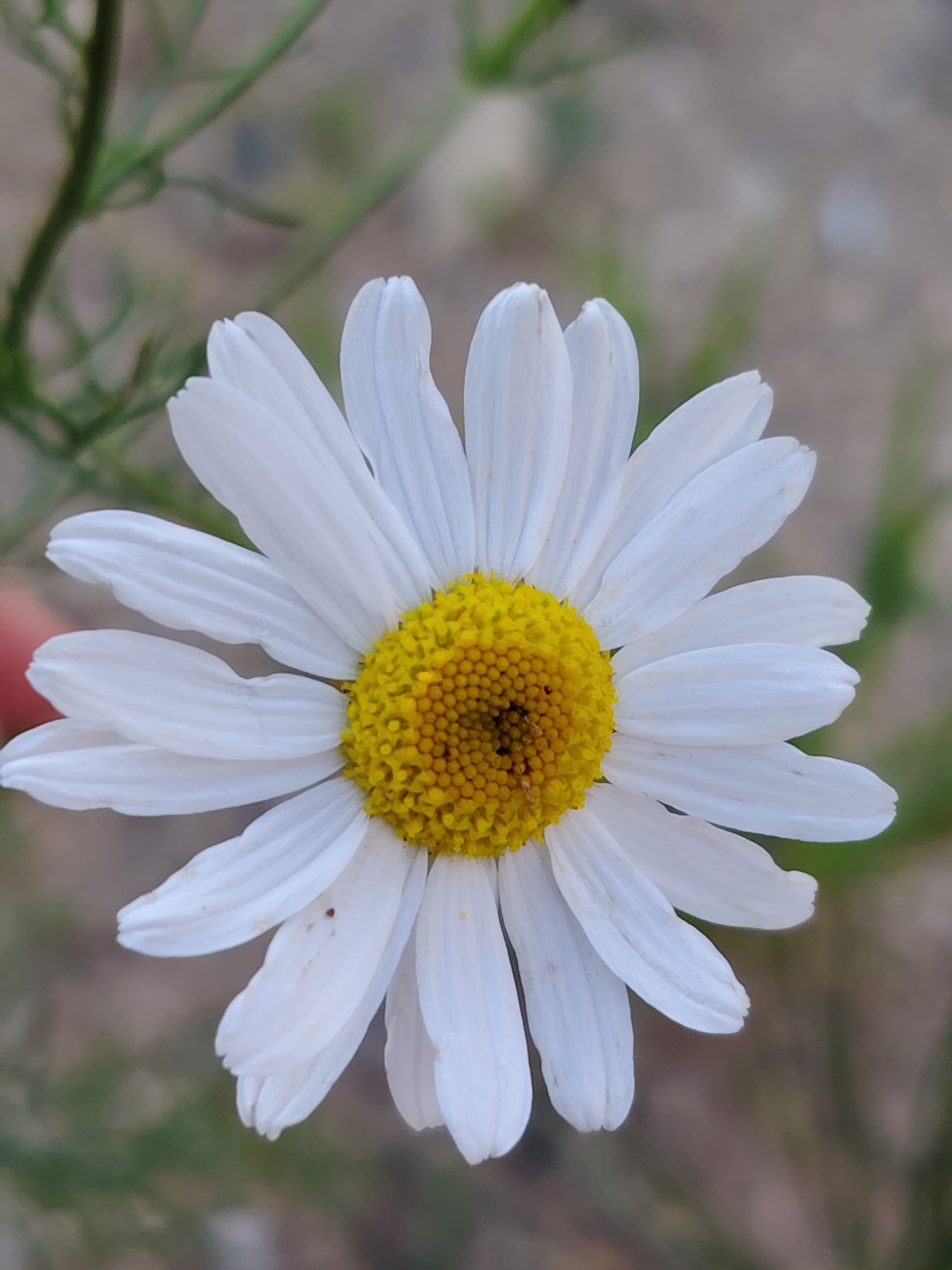 A close-up, top-down view of a single daisy flower is presented. The flower features bright white petals radiating outwards from a vibrant yellow center, which is filled with numerous small, textured florets. The background is softly blurred, with hints of green foliage and a muted brown, earthy tone, suggesting an outdoor setting, possibly in a park or natural area within Balashikha, Russia. There are no people or discernible actions captured in the image.