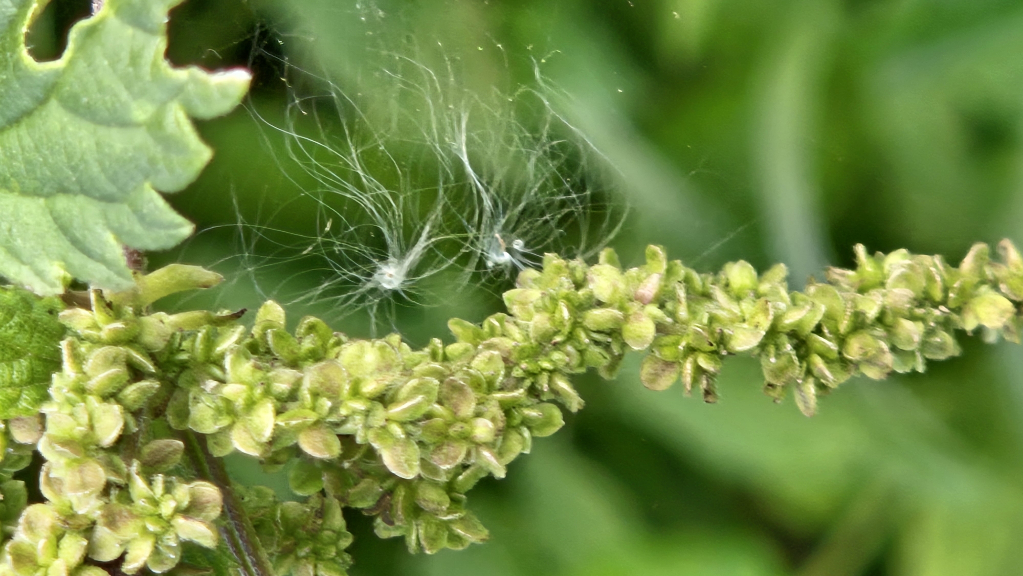 In Kapūņi, Latvia, a close-up, vertically oriented photograph captures a blooming plant in a natural, outdoor environment. The plant features a cluster of small, green, budding flowers, forming a chain-like structure that extends downwards from the top left of the frame. The flowers are tightly packed, with individual buds appearing as rounded, segmented structures. Interspersed and extending from the flowers are delicate, wispy white fibers, possibly seeds or pollen, caught in what appears to be a gentle breeze. These fibers create a soft, ethereal effect against the vibrant green background. A large, serrated green leaf occupies the upper right portion of the image, partially obscuring the background and adding depth to the composition. The background consists of a soft, out-of-focus blur of green foliage, suggesting the plant is part of a larger, verdant landscape. The lighting is natural, illuminating the scene from the side, highlighting the textures and details of the plant. There are no people or man-made objects visible.