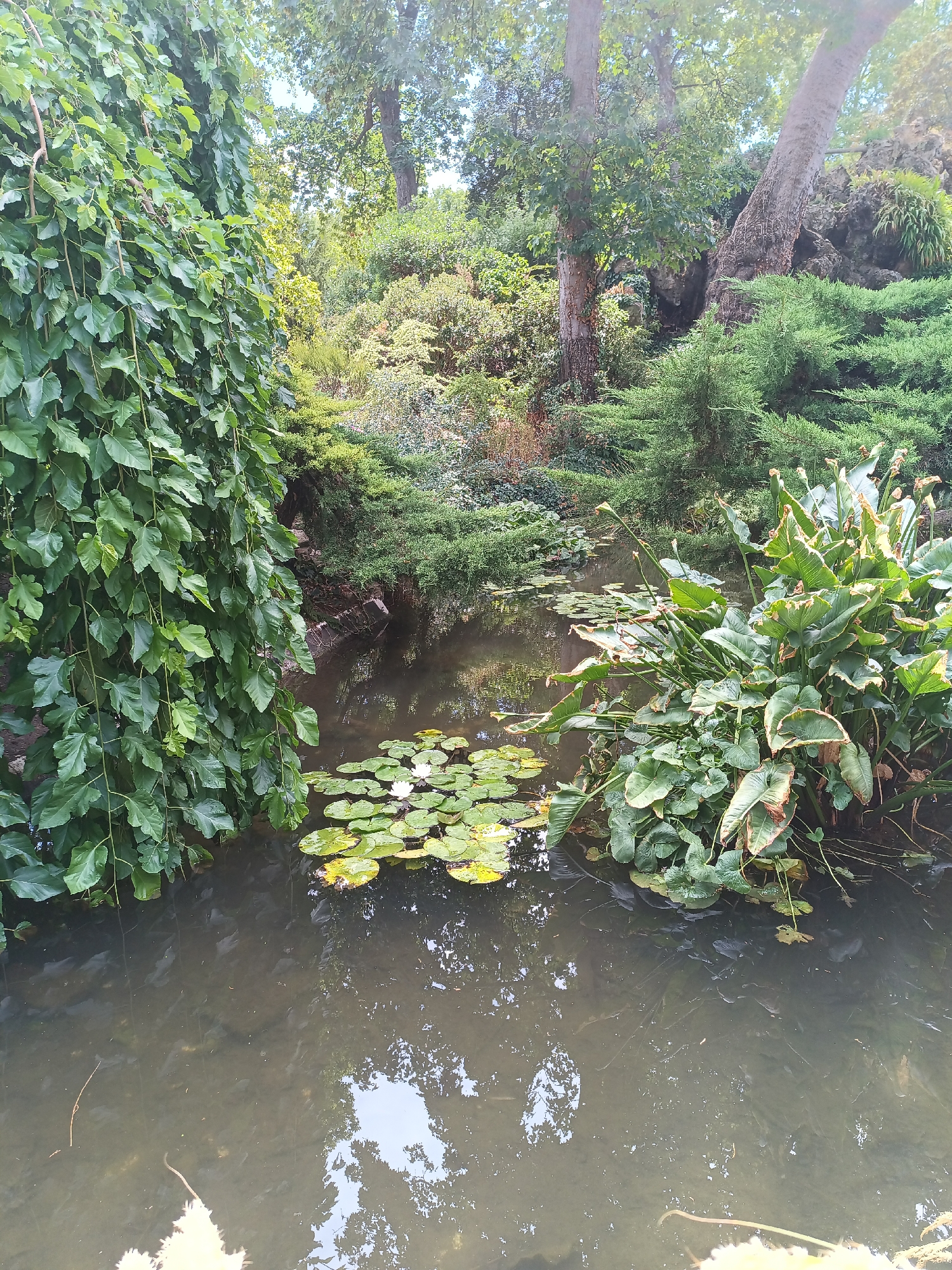 The image depicts a tranquil pond in a lush green garden, with a close-up view of the water and surrounding vegetation. On the left, a cascade of broad green leaves hangs over the water, creating a natural curtain. The pond itself is populated with lily pads, some bearing white flowers, and the water is a murky brown, reflecting the surrounding foliage and sky. To the right, a cluster of large, dark green plants with broad leaves grows at the edge of the pond. In the background, a dense arrangement of trees and shrubs creates a verdant, overgrown landscape, with sunlight filtering through the leaves, suggesting an outdoor setting. The scene is devoid of any people, animals, or structures, focusing solely on the natural elements of the garden. The overall impression is one of serene and slightly wild, natural beauty. There is no indication of this location being in Paris, France.