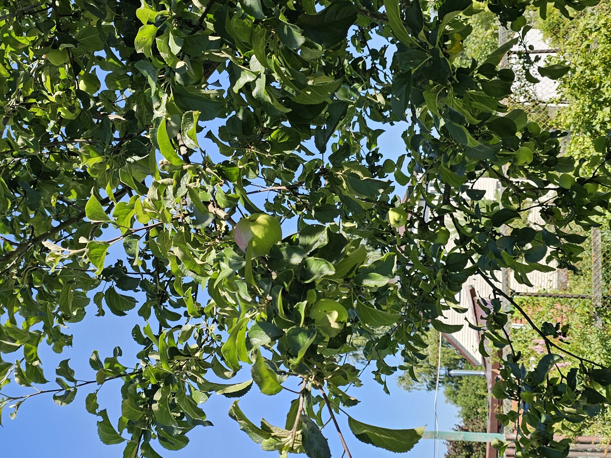 The image depicts an apple tree laden with green apples, set against a clear blue sky. The tree is full of lush green foliage, with some apples visible amongst the leaves. In the background, a suburban or rural setting is apparent, featuring a light-colored house with a reddish-brown roof, a chimney, and a fence. The scene appears to be in Chukholovo, Russia, indicating a warm, possibly summer day.