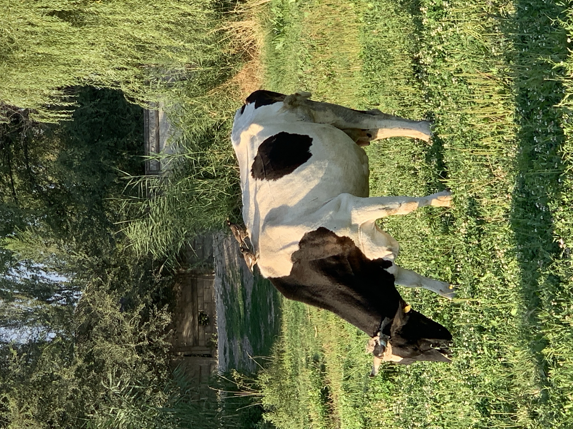 In Komsomolskoe, Kyrgyzstan, a black and white cow grazes in a grassy field. Two small birds are perched on the cow's back. The field is surrounded by dense green trees and vegetation, with a rustic wooden structure visible in the background. The sunlight casts a warm glow on the scene, highlighting the textures of the grass, the cow's hide, and the foliage. The overall impression is one of peaceful rural life.