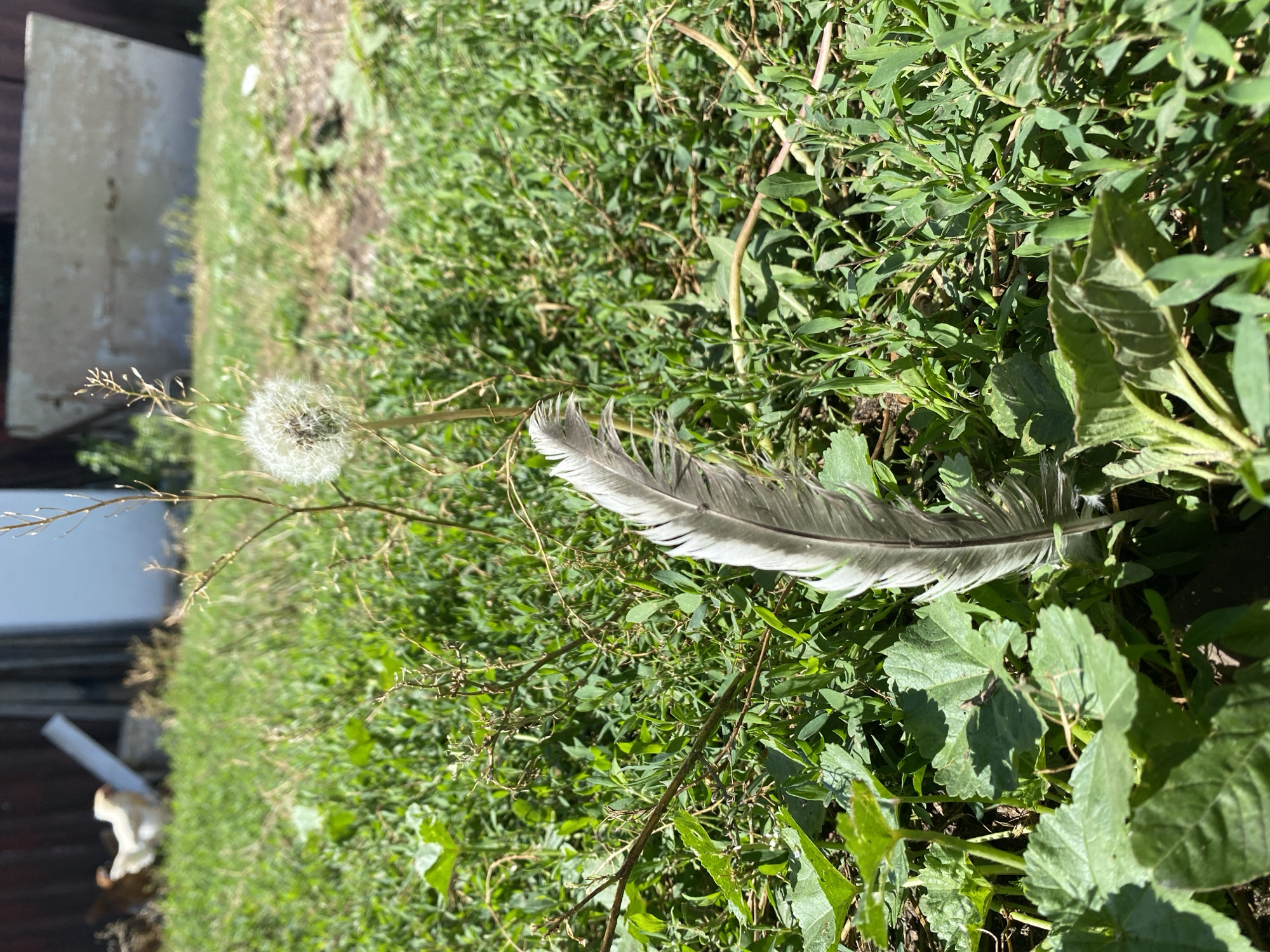 A single grey feather, tipped with white, rests vertically in green grass, its delicate barbs splayed. Behind it, a fluffy white dandelion seed head floats above a thin stalk. In the background, out of focus, chickens peck in a grassy yard adjacent to a weathered concrete structure and a dark red building. The scene is set outdoors on a sunny day.