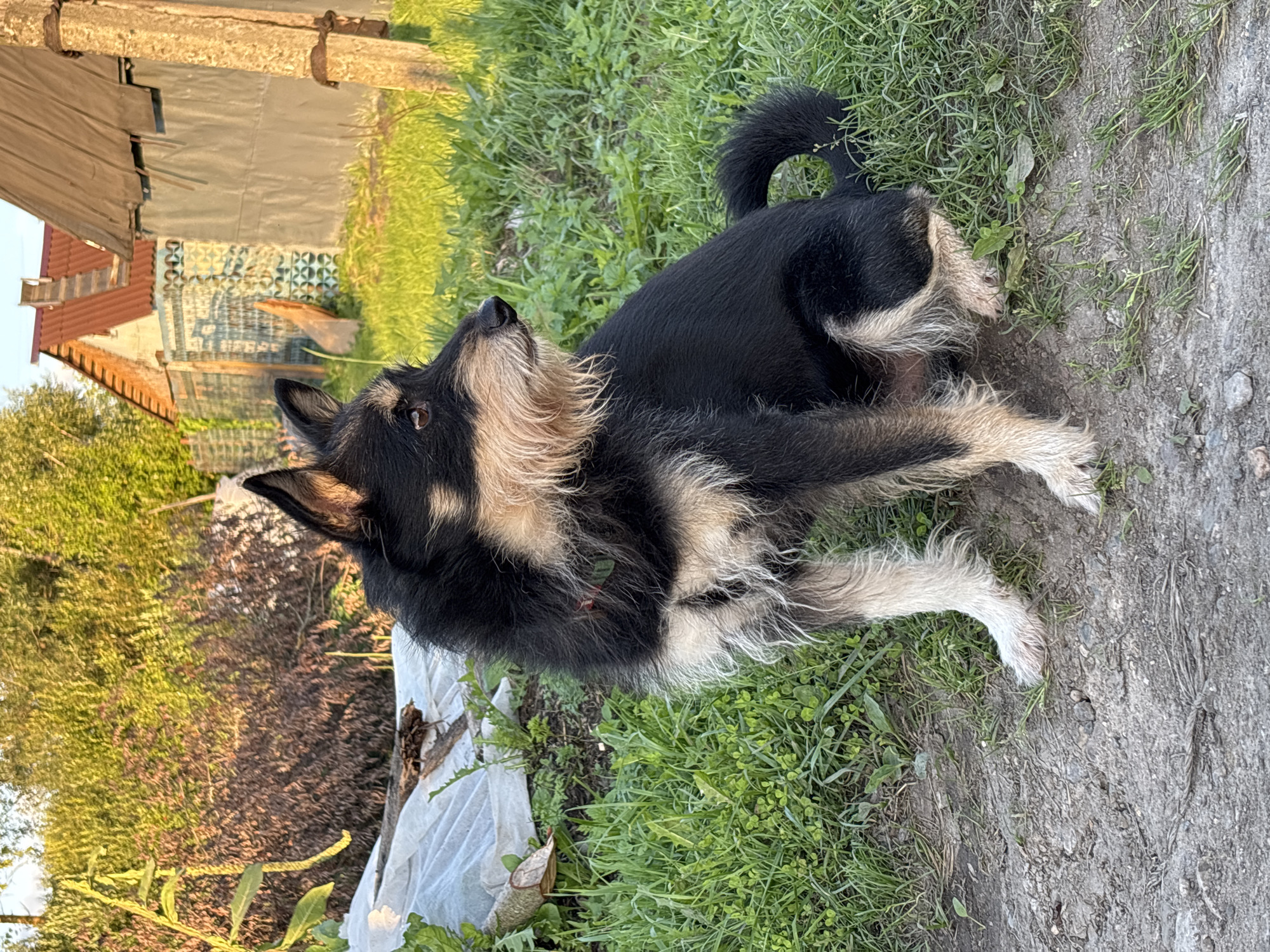 A medium-sized black and tan dog is sitting on a gravel path in front of a grassy area. The dog is facing to the right and looking away from the camera. In the background, there are trees, bushes, and several buildings. One building appears to be a house with a red roof, and another is a shed or outbuilding with a gray corrugated metal exterior. A wooden fence with a blue and white patterned section is visible. The scene is illuminated by natural sunlight, suggesting it is daytime. The overall environment appears to be a rural or semi-rural setting, consistent with a location in Семибратово, Russia.
