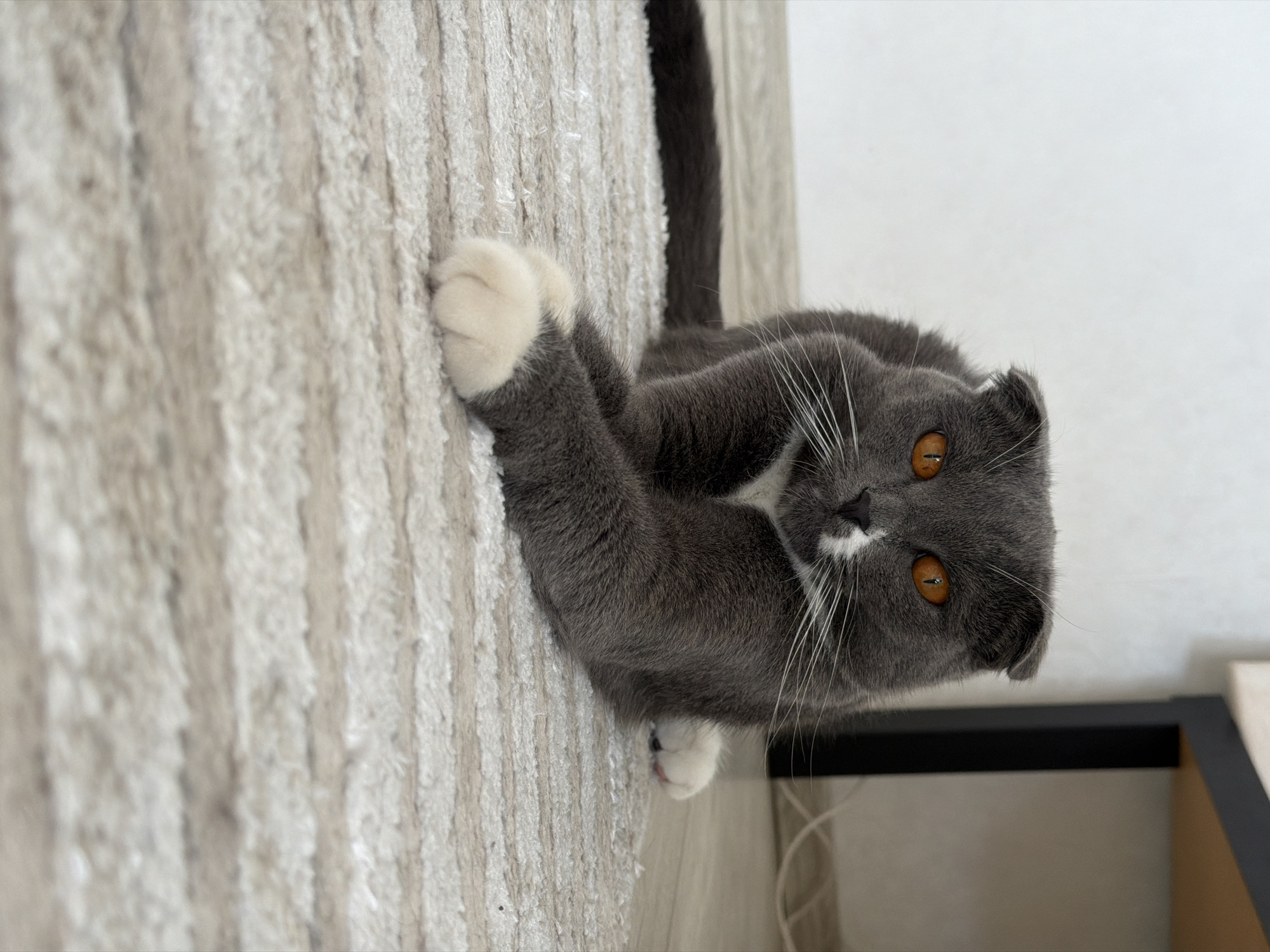 A gray Scottish Fold cat with amber eyes and white paws is hugging a beige textured scratching post. The cat is looking at the camera. The background is a white wall and a blurred black and beige shelf. The image was taken in an indoor setting, likely a home. While the prompt requests the city of Chaikovsky, Russia, there is no way to ascertain this from the image itself. Therefore, the location cannot be reliably identified.
